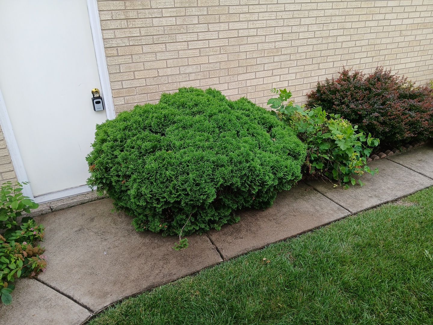 Andrew L. - Arlington Heights, IL by A&N