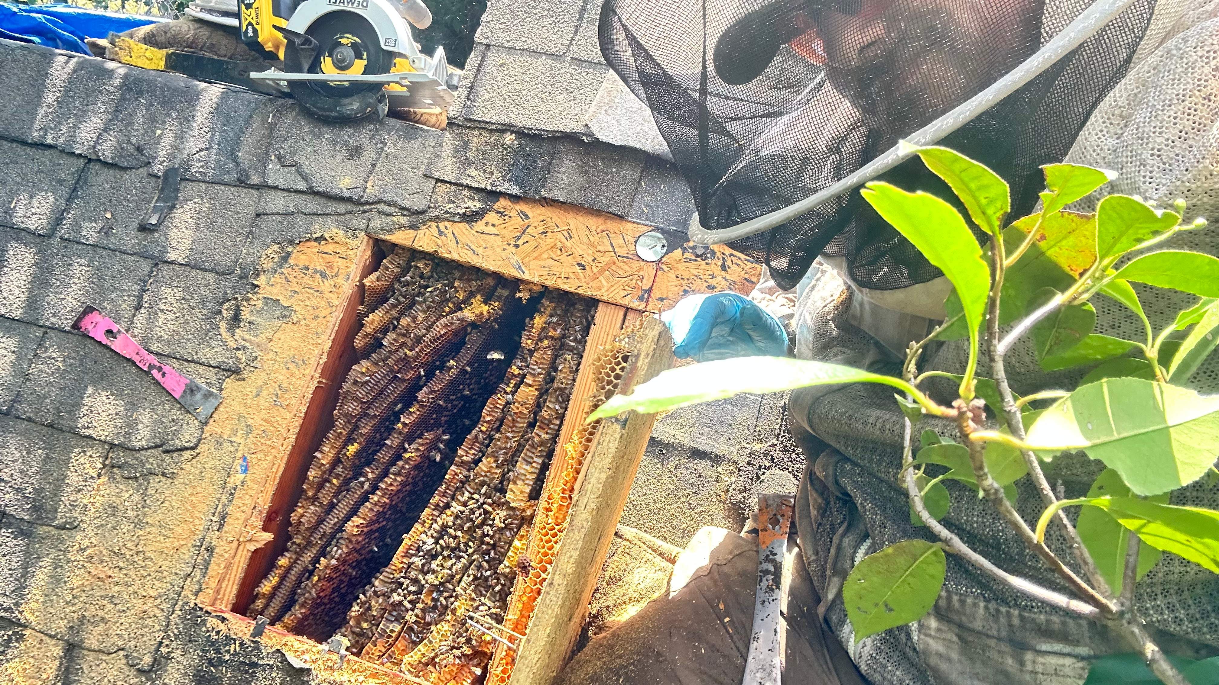 Under Shingles by Rockwall Honey Bee Company