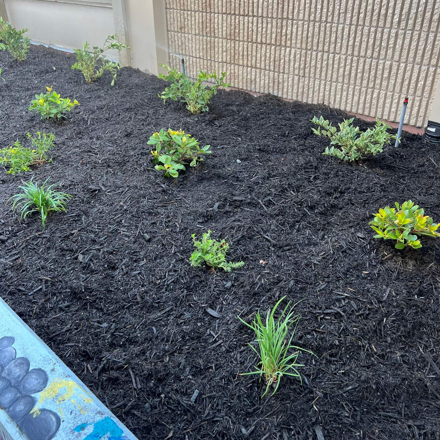 Landscape Install | Wilkinson JHS by ProGreen Services
