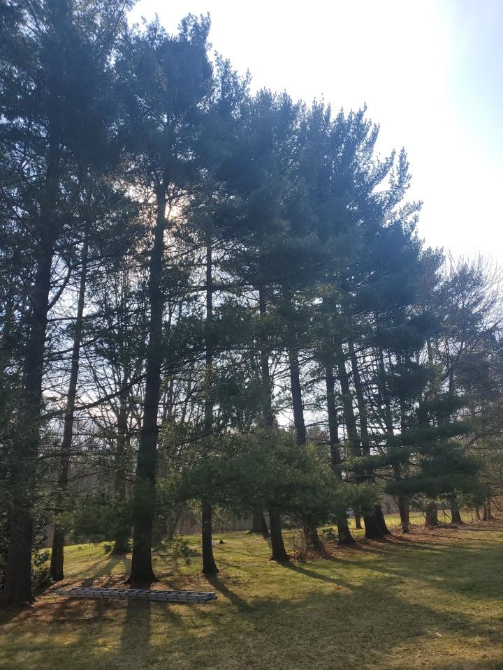 Tree Removal using Tree Removal by Mike Jones & Sons Tree Service LLC 