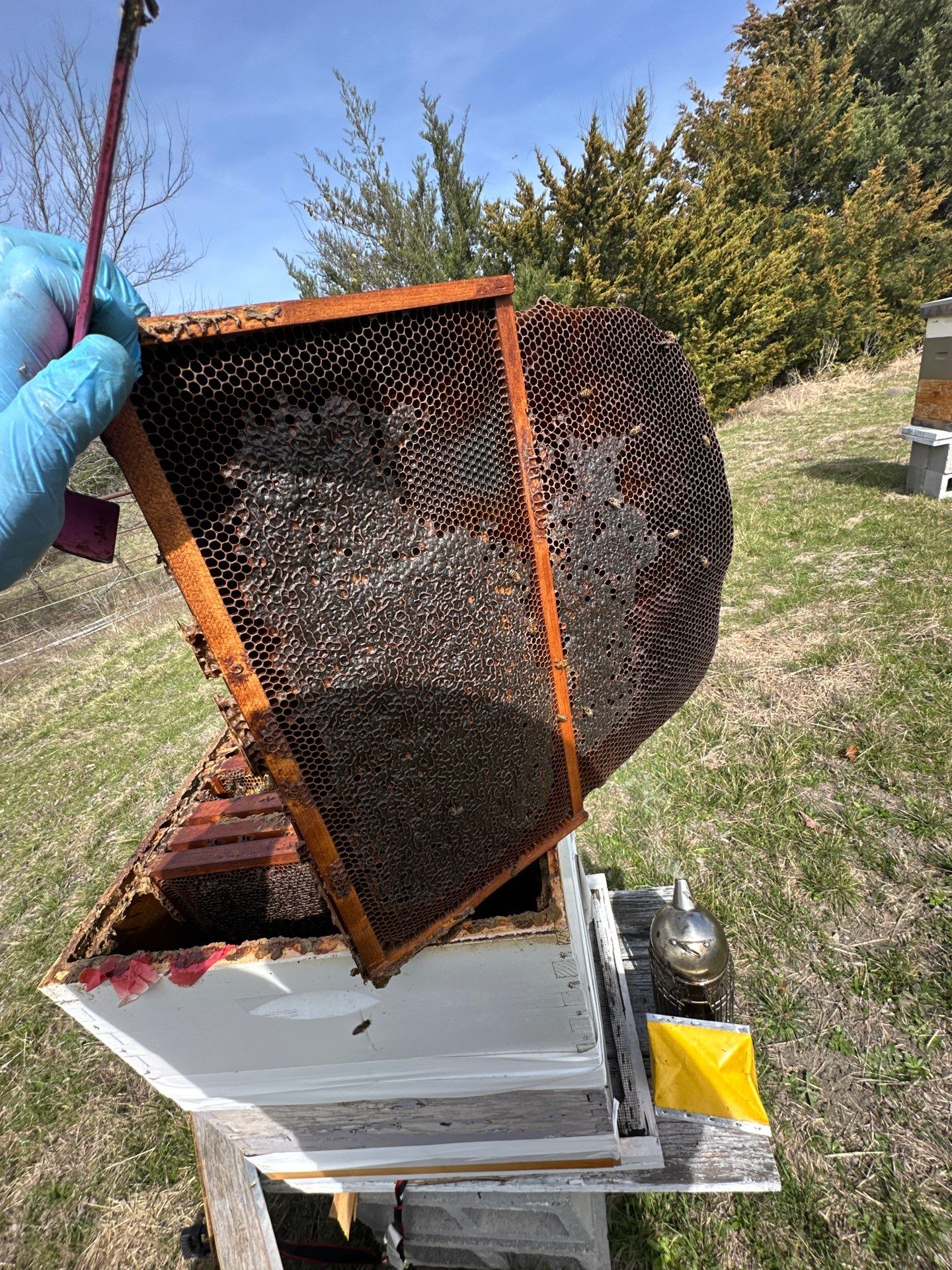 Bees for Ag. Exemption in Heath by Rockwall Honey Bee Company