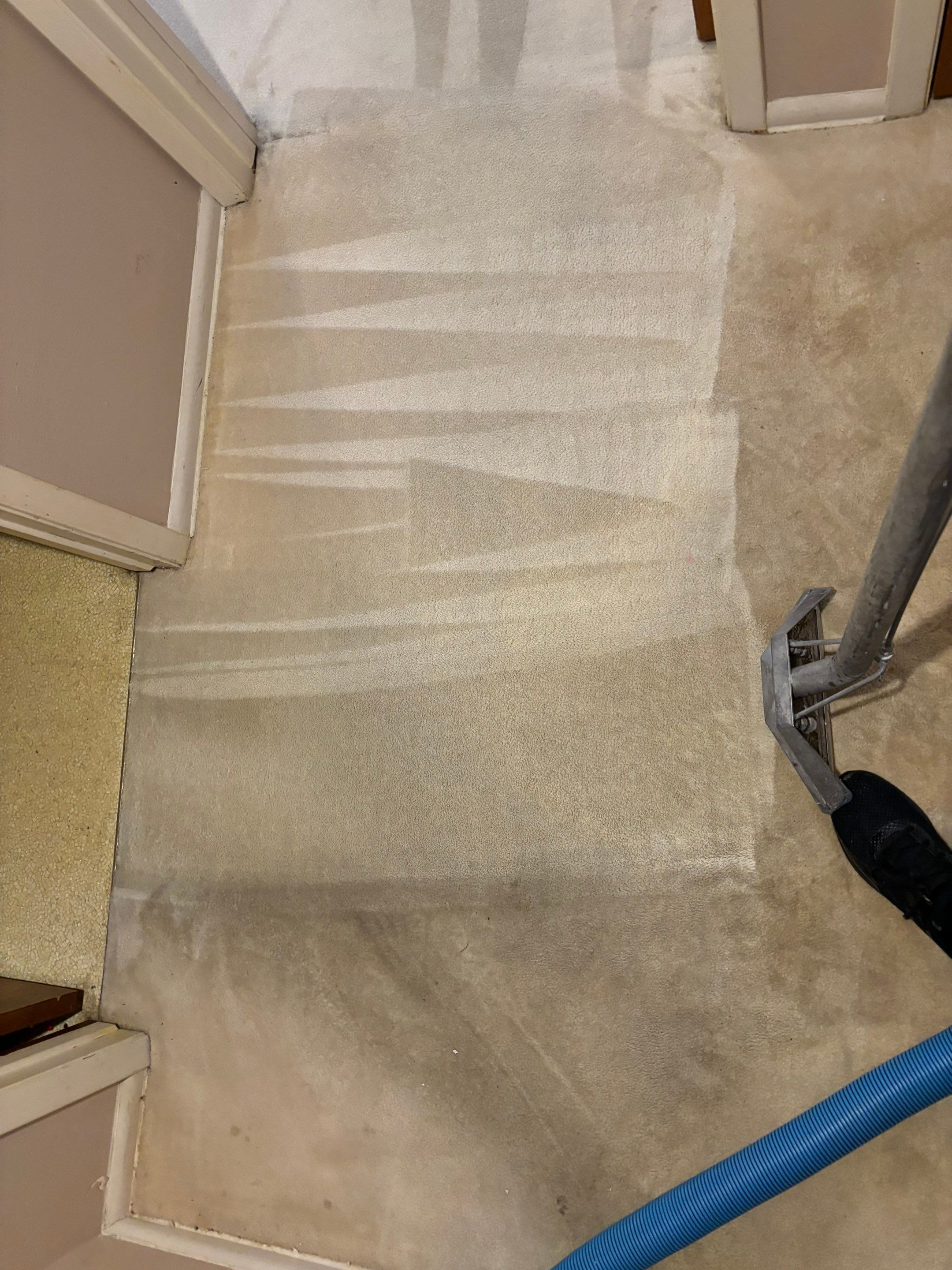 the carpet cleaning service is removing stains and dirt from light-colored carpet in a hallway area