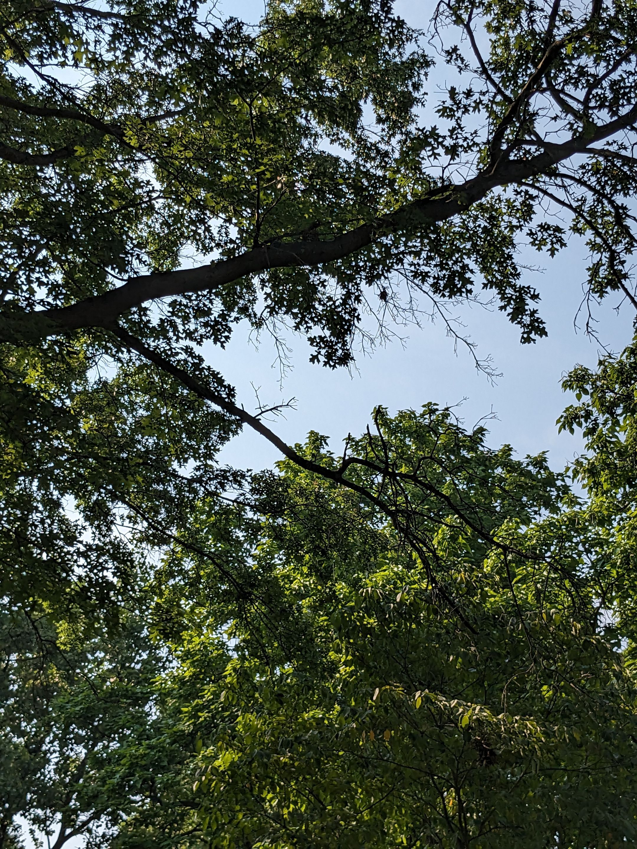 Tree Trimming using Tree Pruing by Mike Jones & Sons Tree Service LLC 