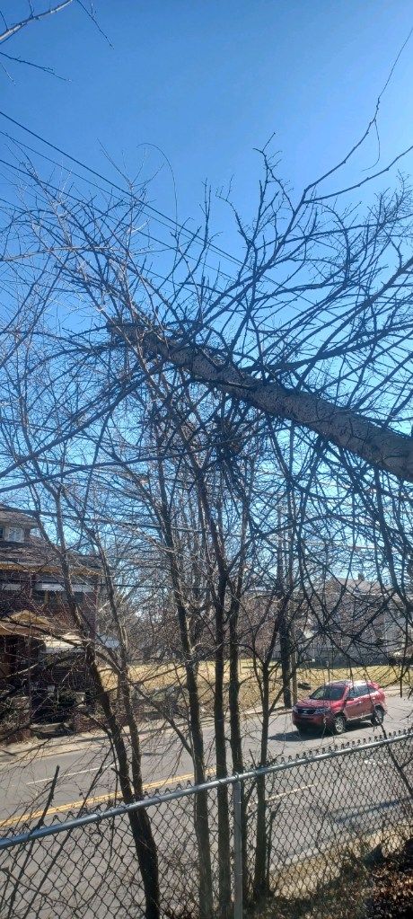 Tree Removal using Tree Removal by Mike Jones & Sons Tree Service LLC 