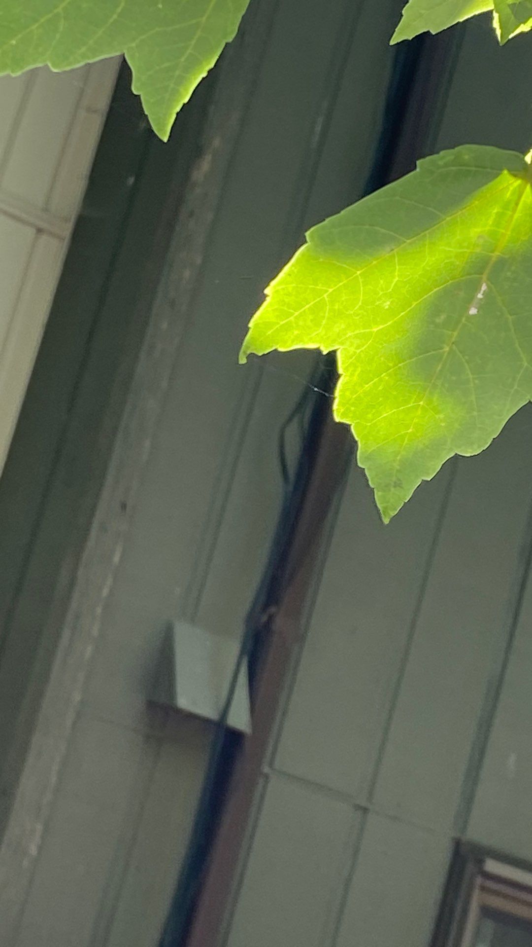 Reston: Residential Siding Replacement with James Hardie Statement Beaded Plank in Cappuccino Muffin by RM Banning, Inc.