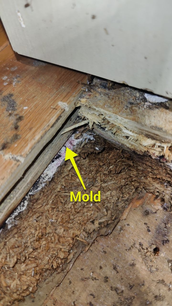 Mold Damage by Accountable Home Services