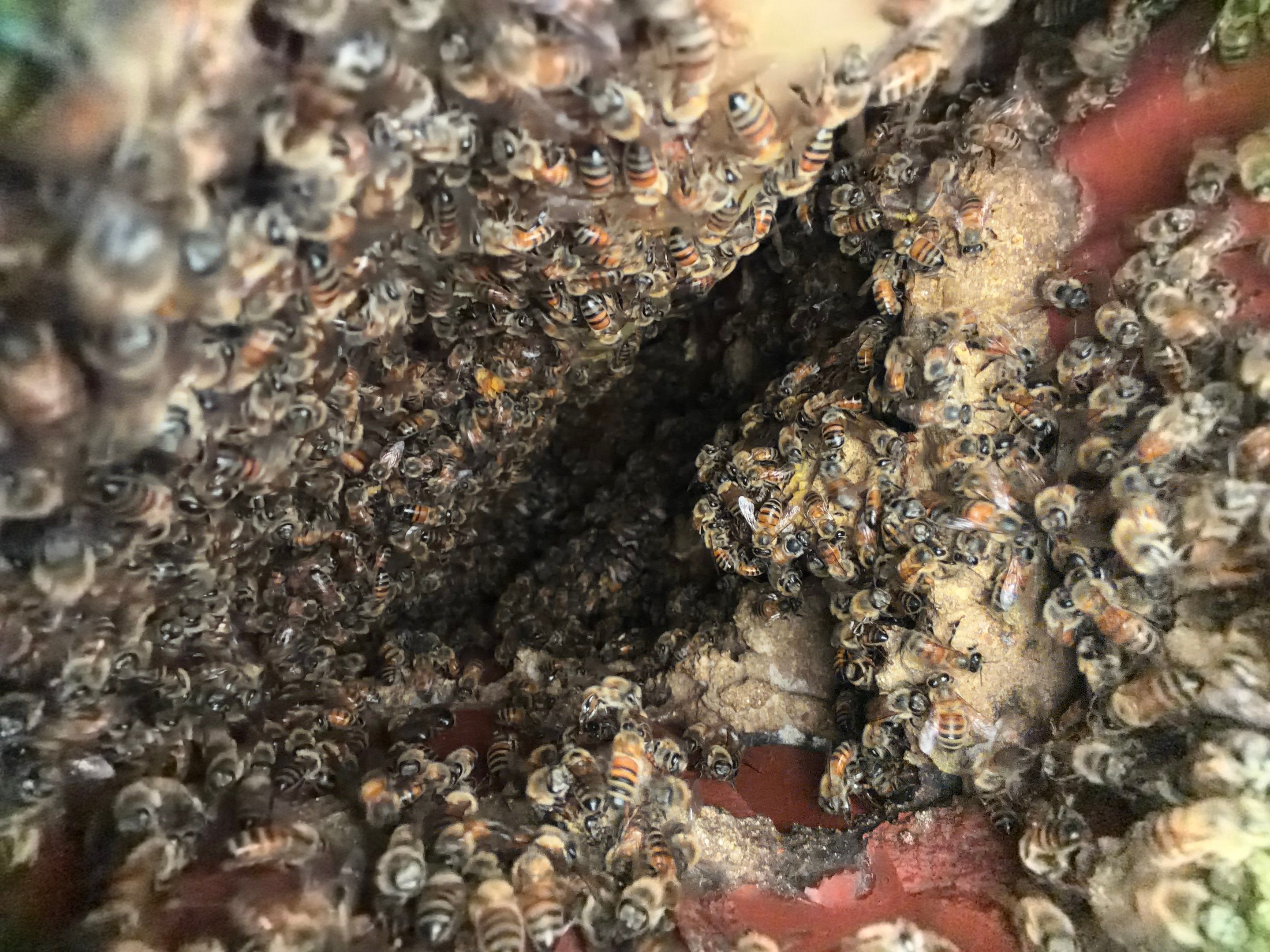 Brick Column by Rockwall Honey Bee Company