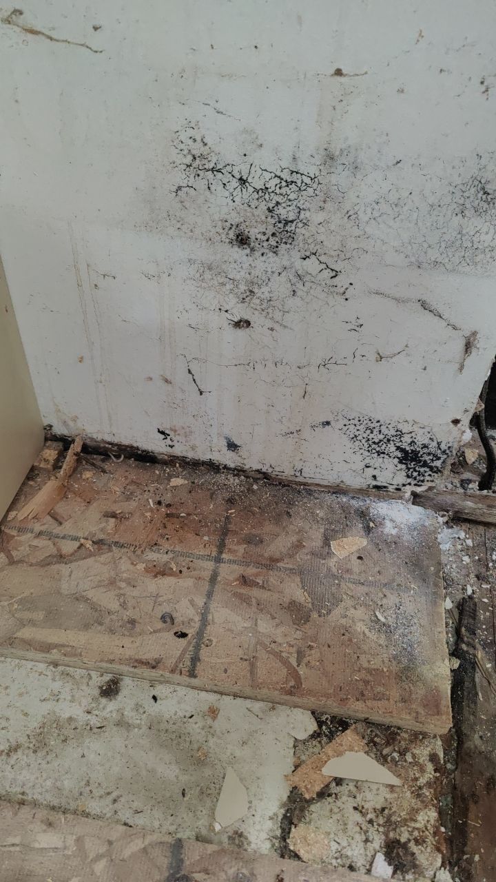 Mold Damage by Accountable Home Services
