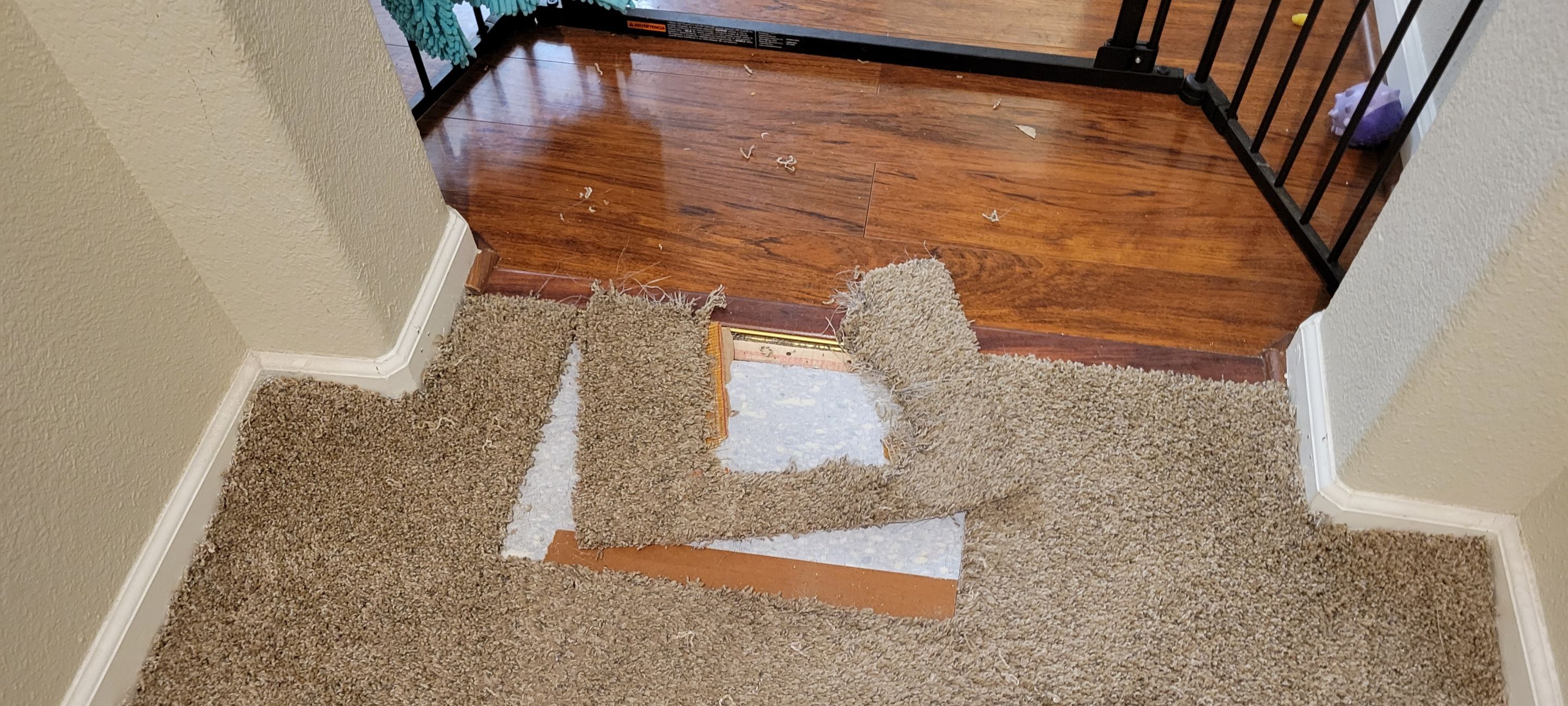 Repairing Carpet Chewed by a Dog by Ardent Carpet Restore LLC
