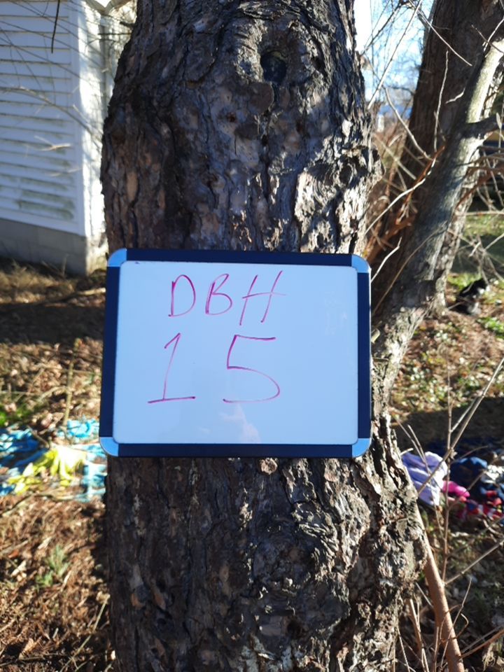 Storm Damaged Tree Removal  using Tree Removal by Mike Jones & Sons Tree Service LLC 