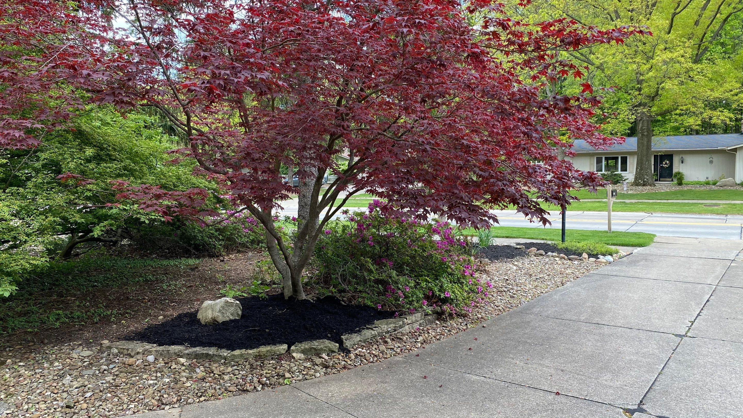 Mid-Century Woodland Project by Elm Rose Gardens