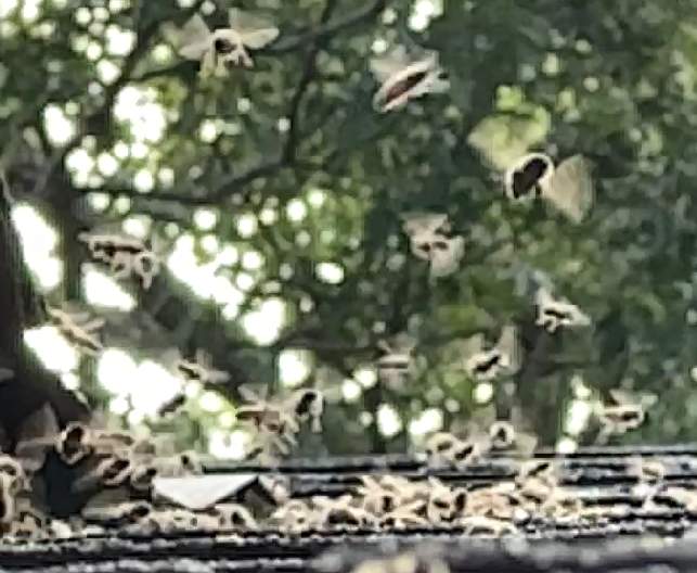 Roof Dormer by Rockwall Honey Bee Company