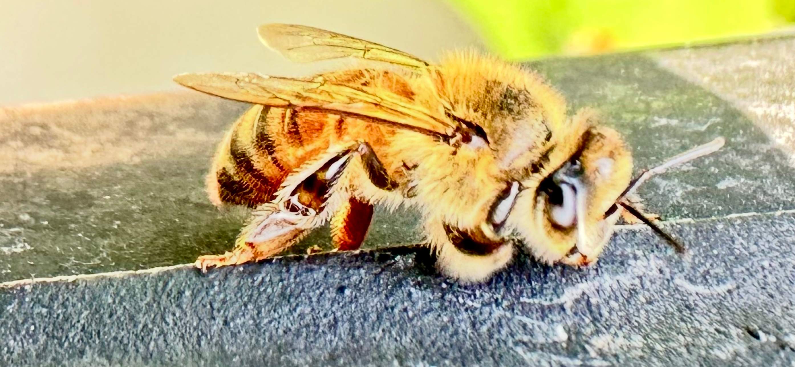 Composter by Rockwall Honey Bee Company