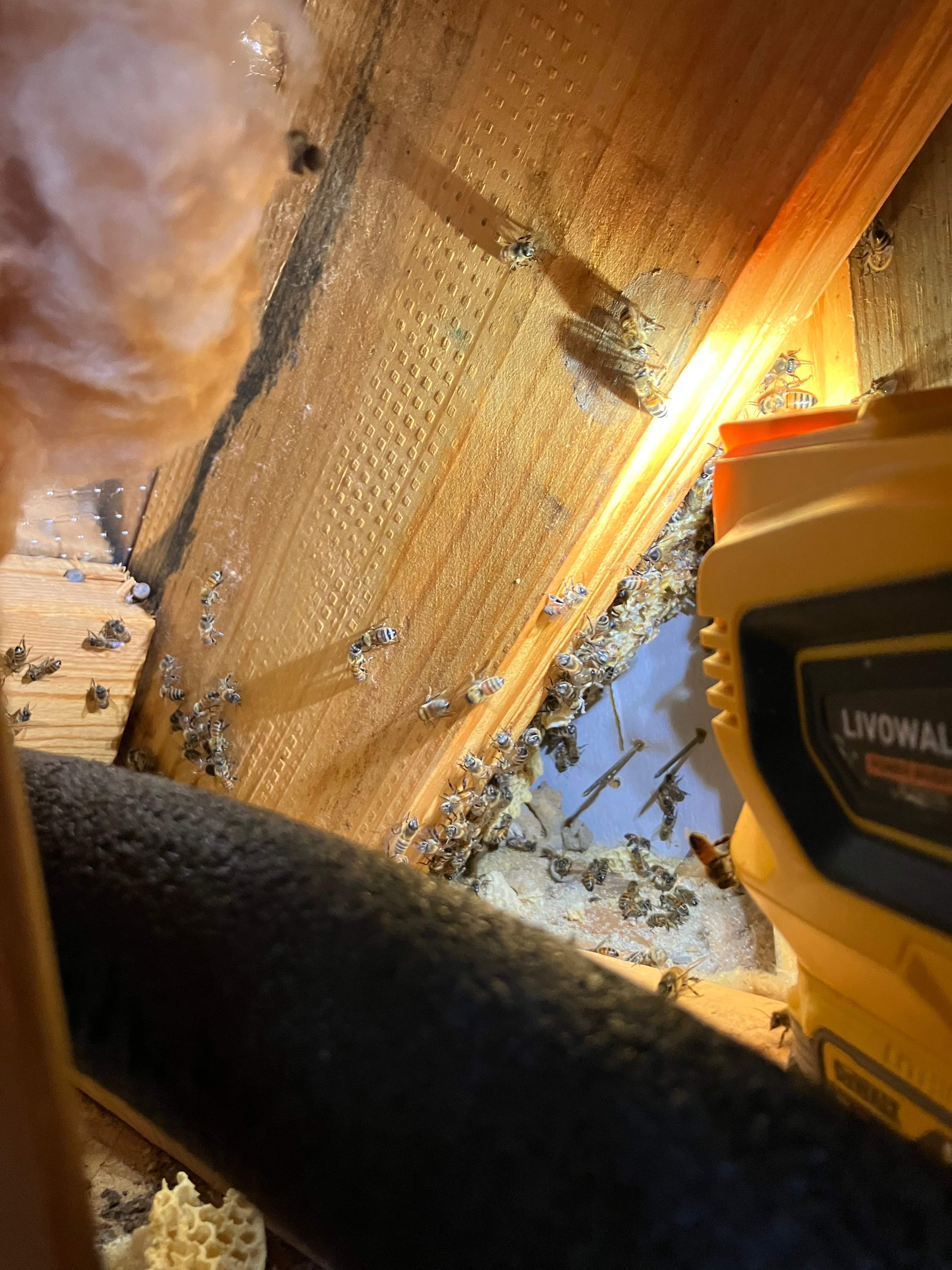 Interior Wall by Rockwall Honey Bee Company