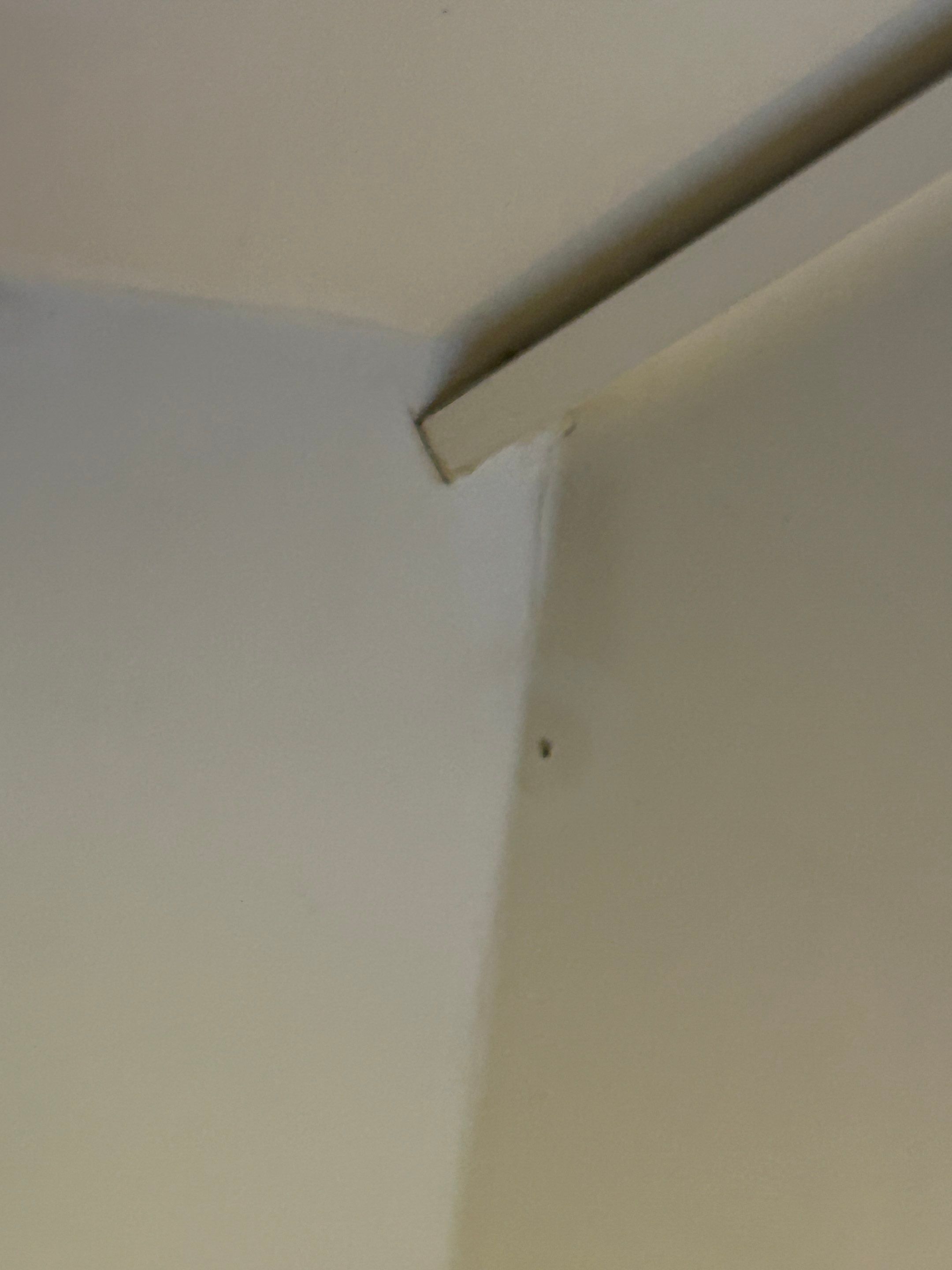 Ceiling Repair & Exterior Fascia Replacement by Praise God Painting, LLC