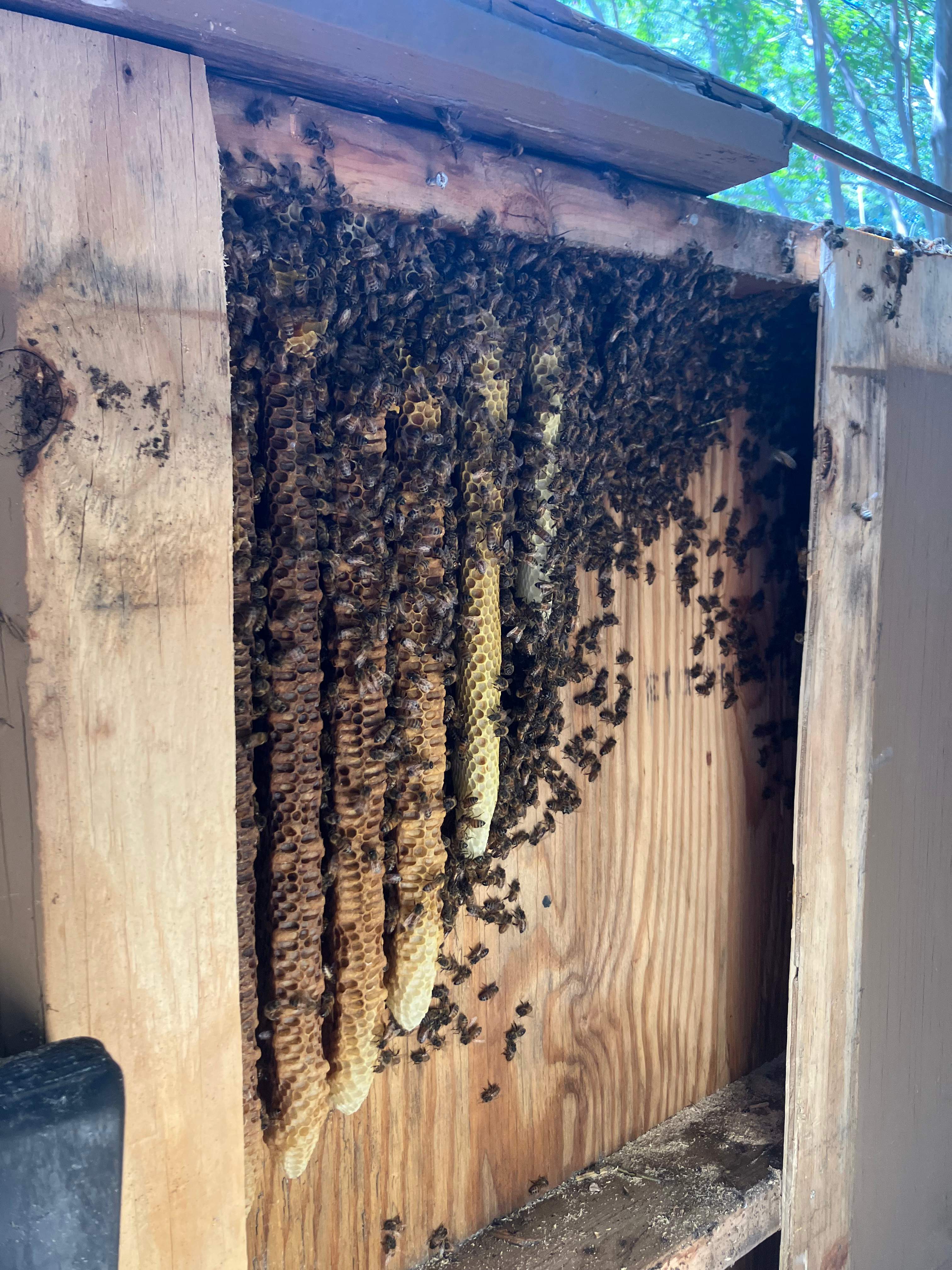 Condo Patio by Rockwall Honey Bee Company