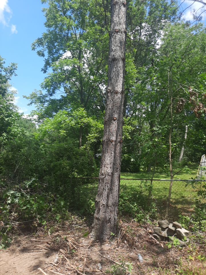 Tree Removal using Tree Removal by Mike Jones & Sons Tree Service LLC 