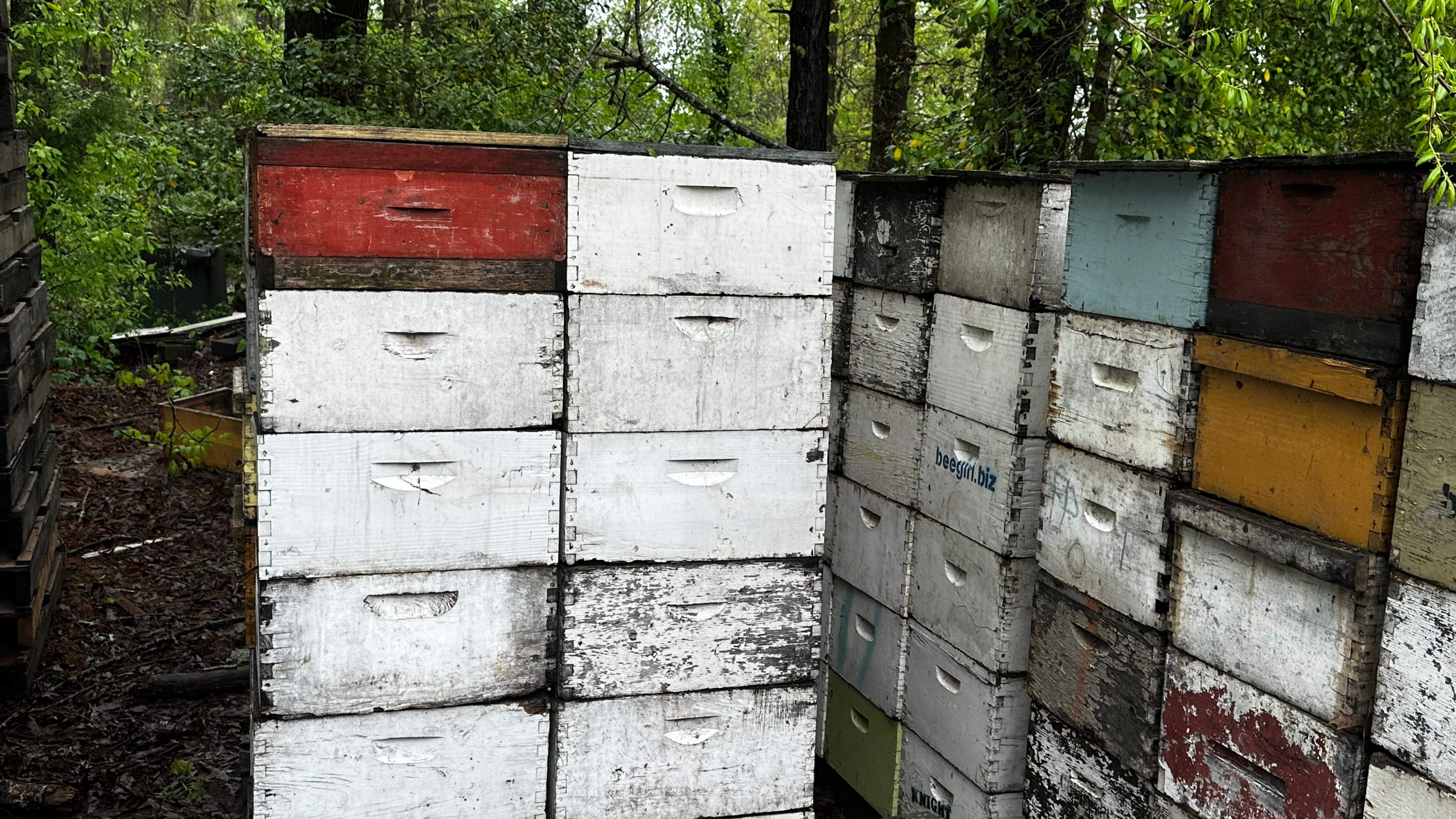 BeeGirl ETX HQ by Rockwall Honey Bee Company