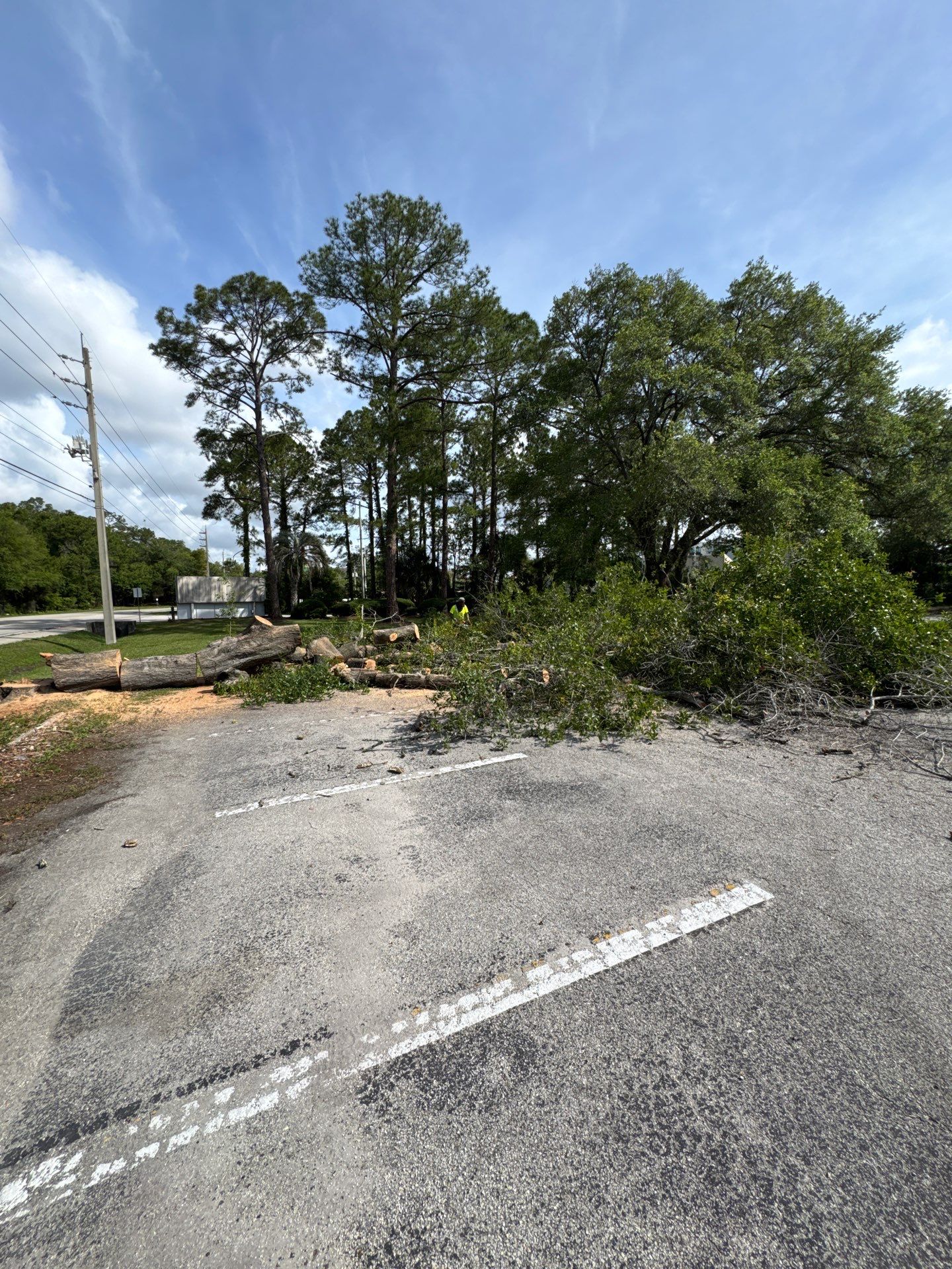 Commercial | Tree Removal by ProGreen Services