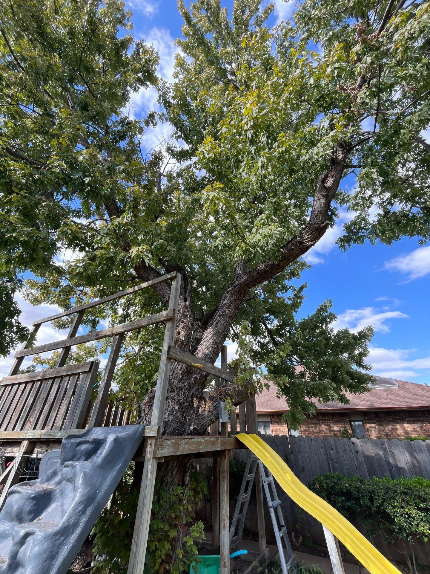 Tree Removal using Chainsaws by Clays Services Inc