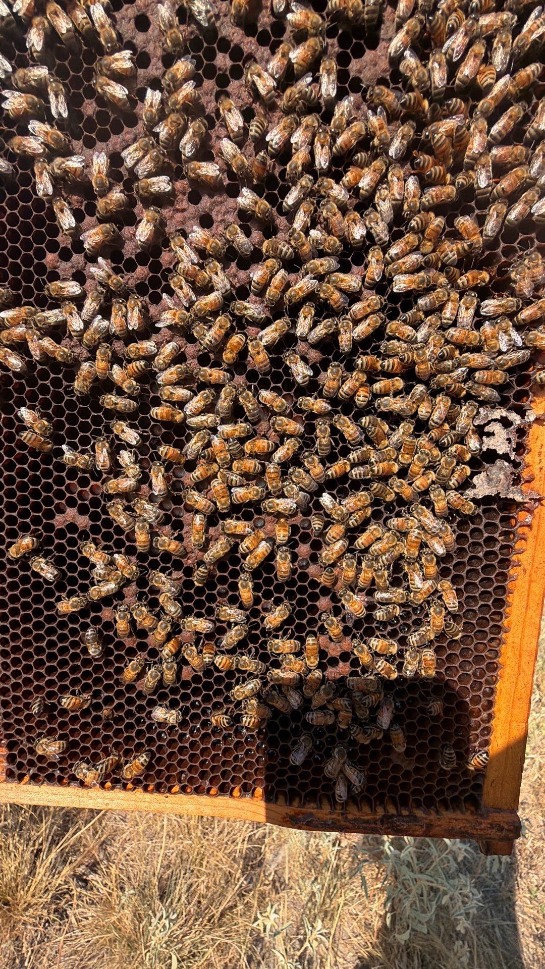 White Rock Tree by Rockwall Honey Bee Company
