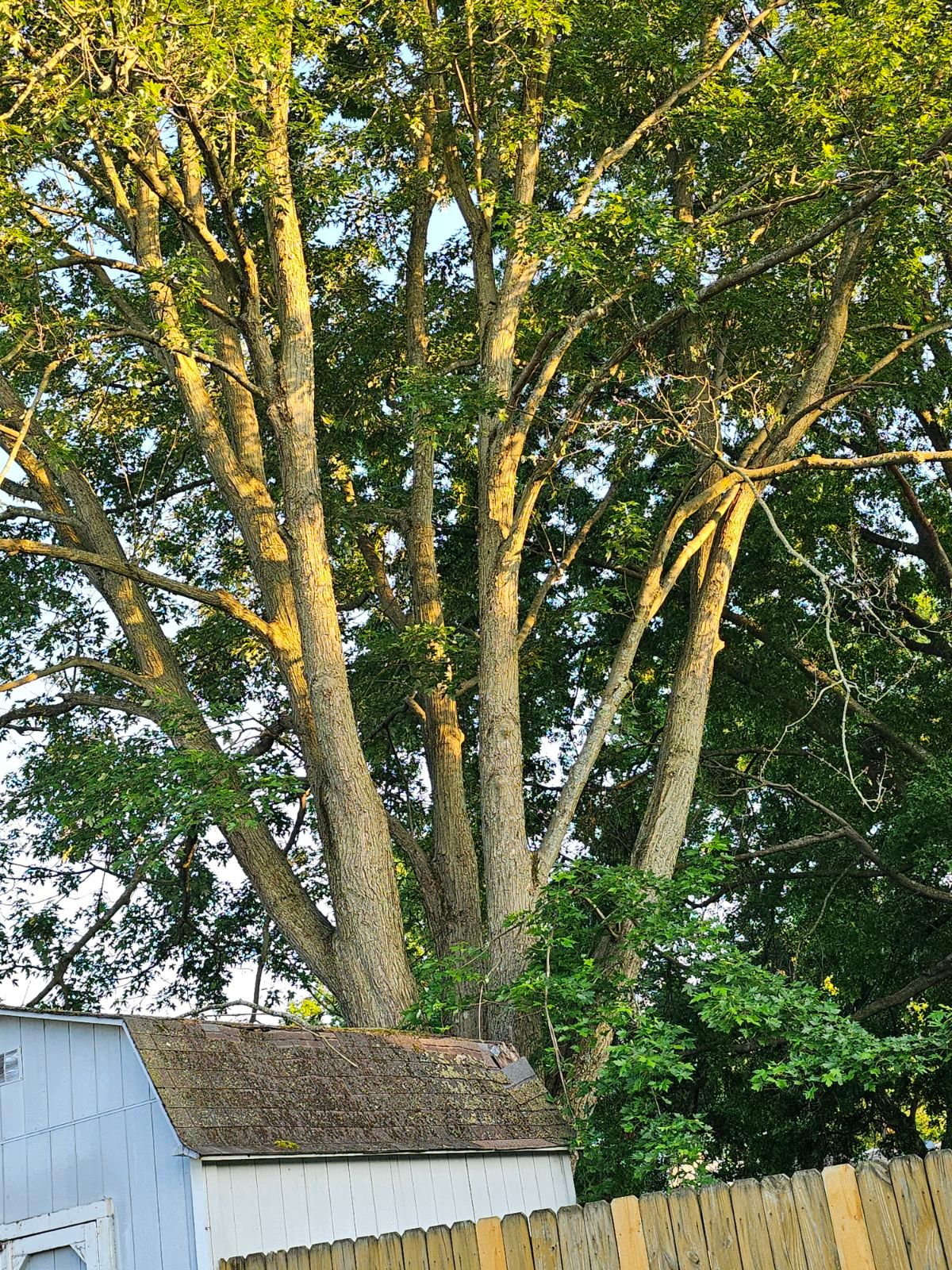 Tree Trimming using Tree Pruing by Mike Jones & Sons Tree Service LLC 