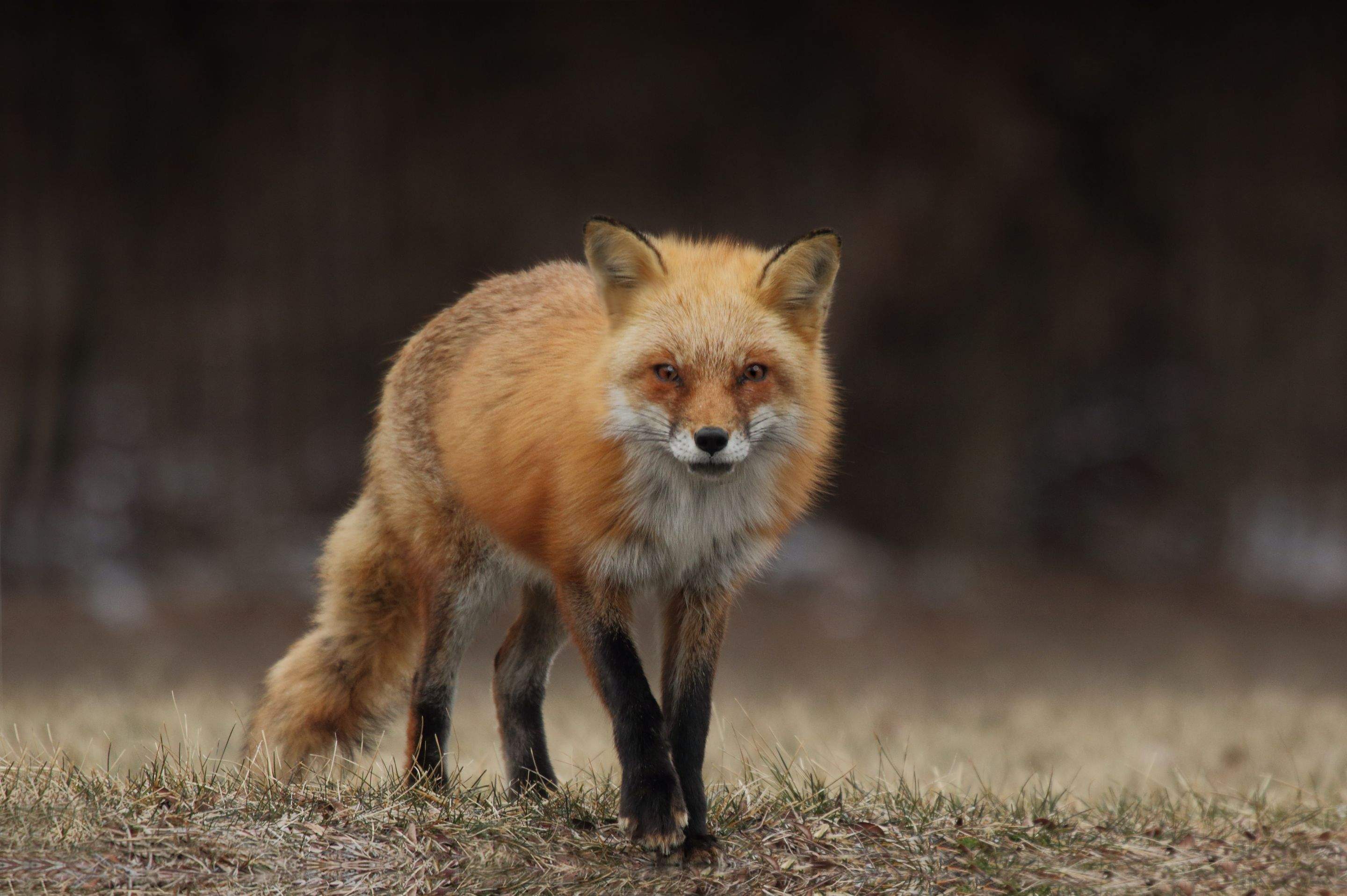 Animals using Ruby by CompanyCam