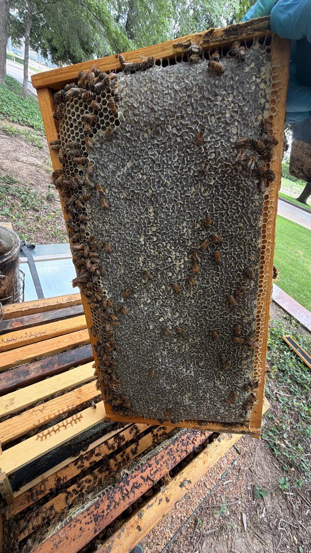 Urban Bees in North Dallas by Rockwall Honey Bee Company