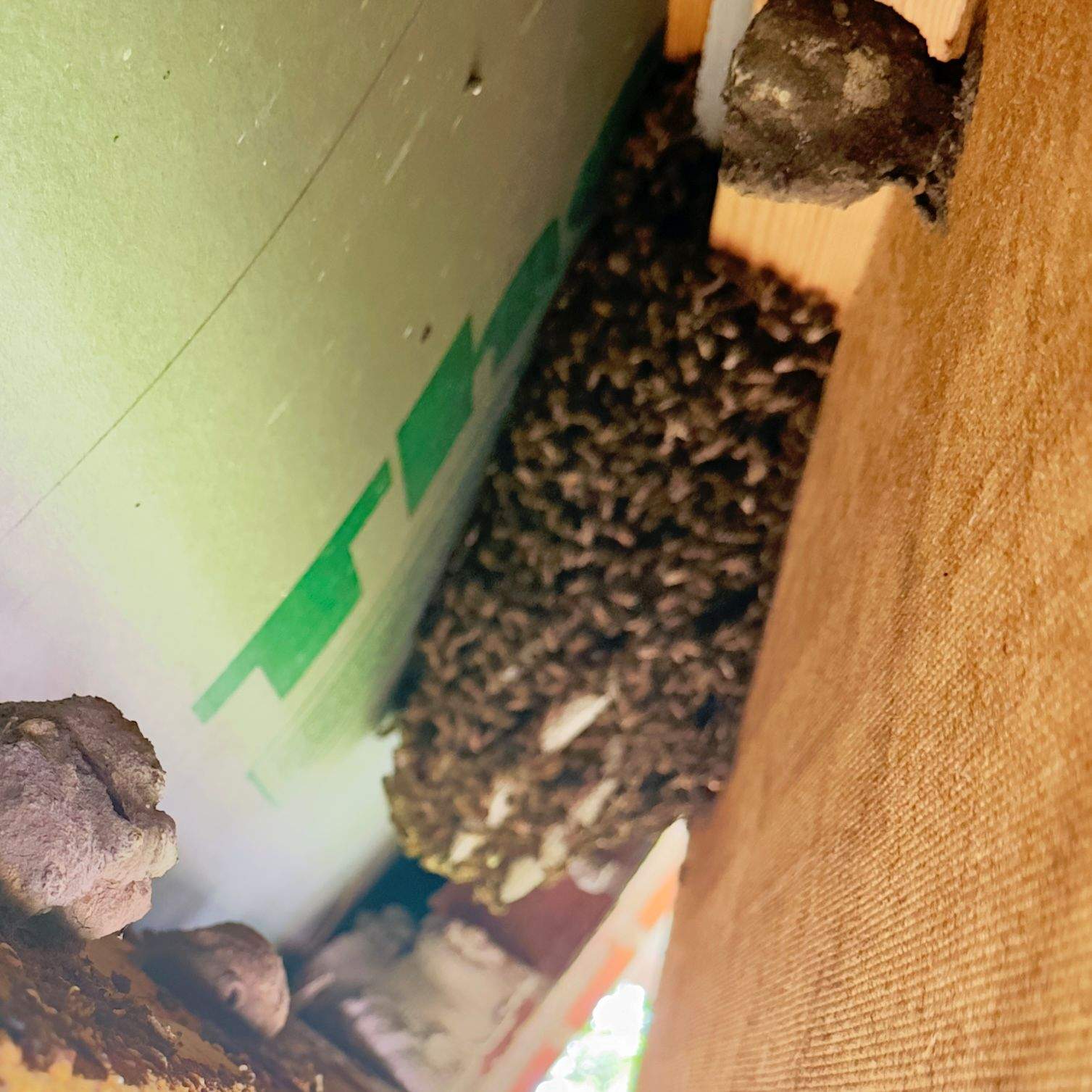 Pest Control Operator Referral by Rockwall Honey Bee Company