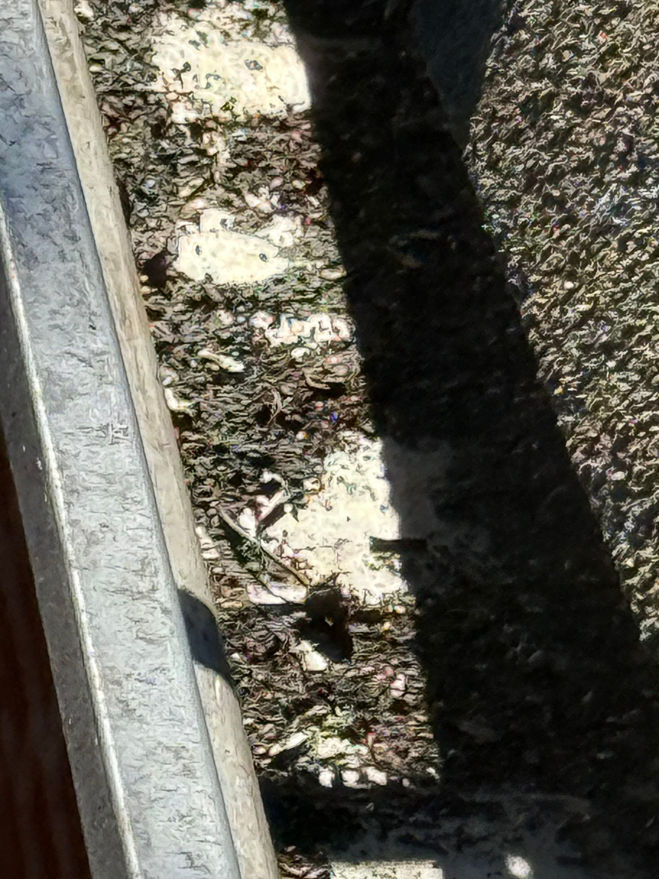 Project in Petersburg by Roof Maxx of Midlothian