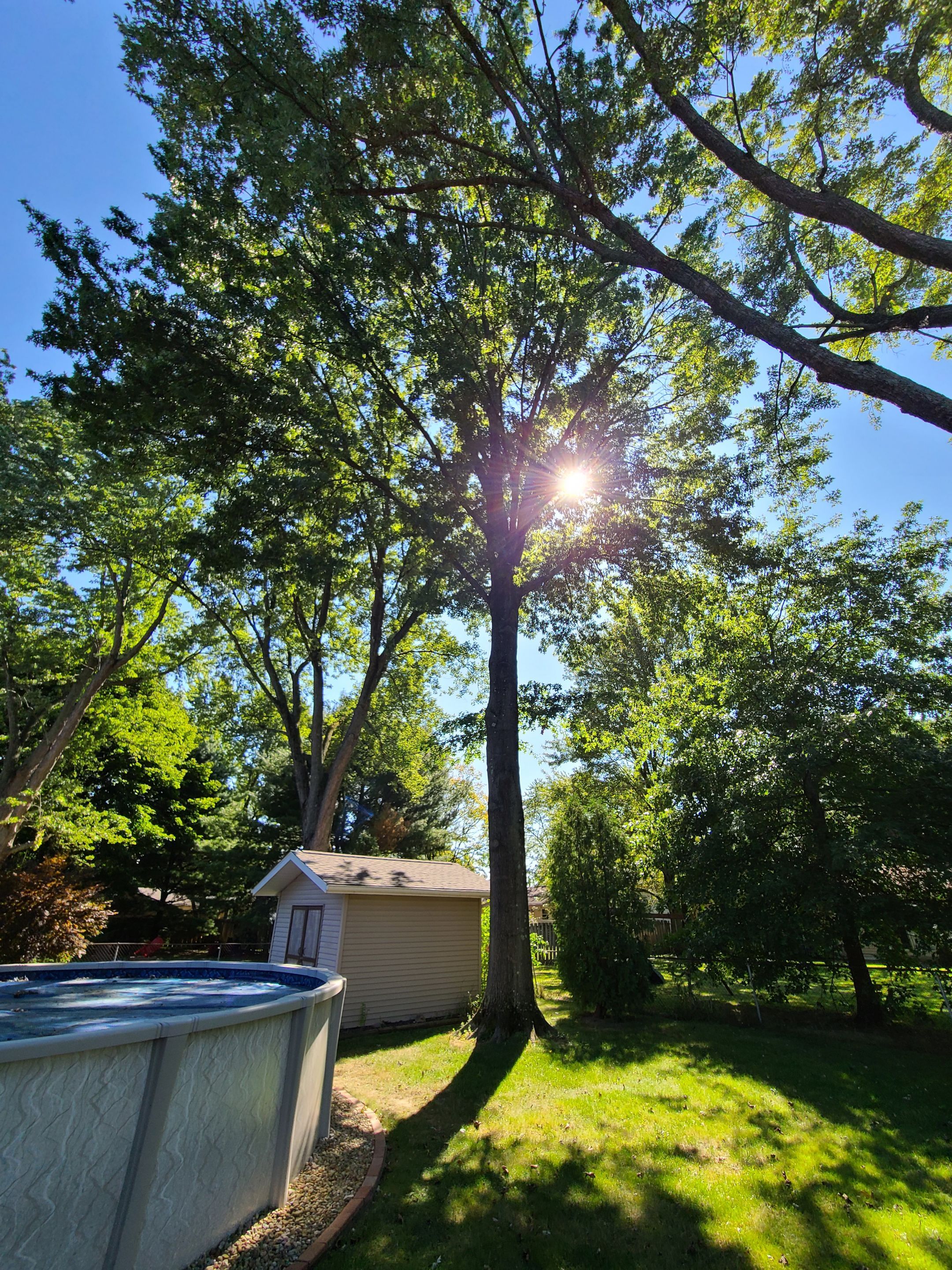 Oak Tree Removal by Mike Jones & Sons Tree Service LLC 