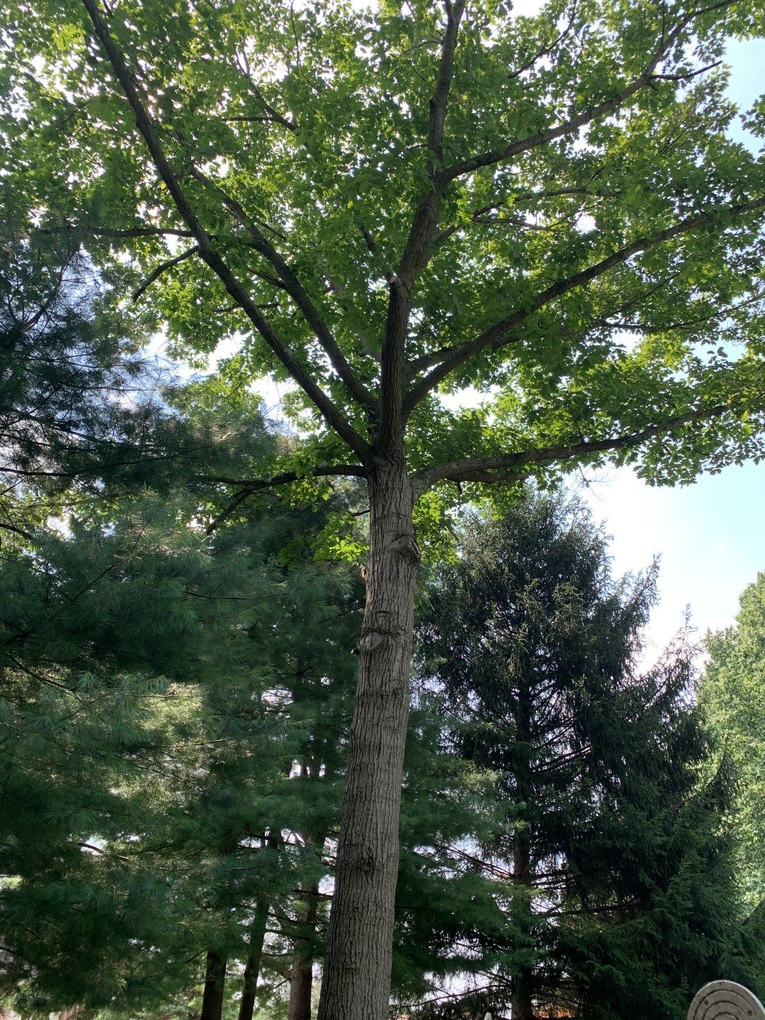 Tree Trimming & Tree Removal in Akron Ohio by Mike Jones & Sons Tree Service LLC 