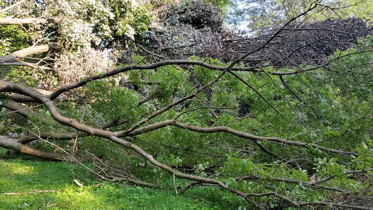 Storm Damaged Tree Removal  by Mike Jones & Sons Tree Service LLC 