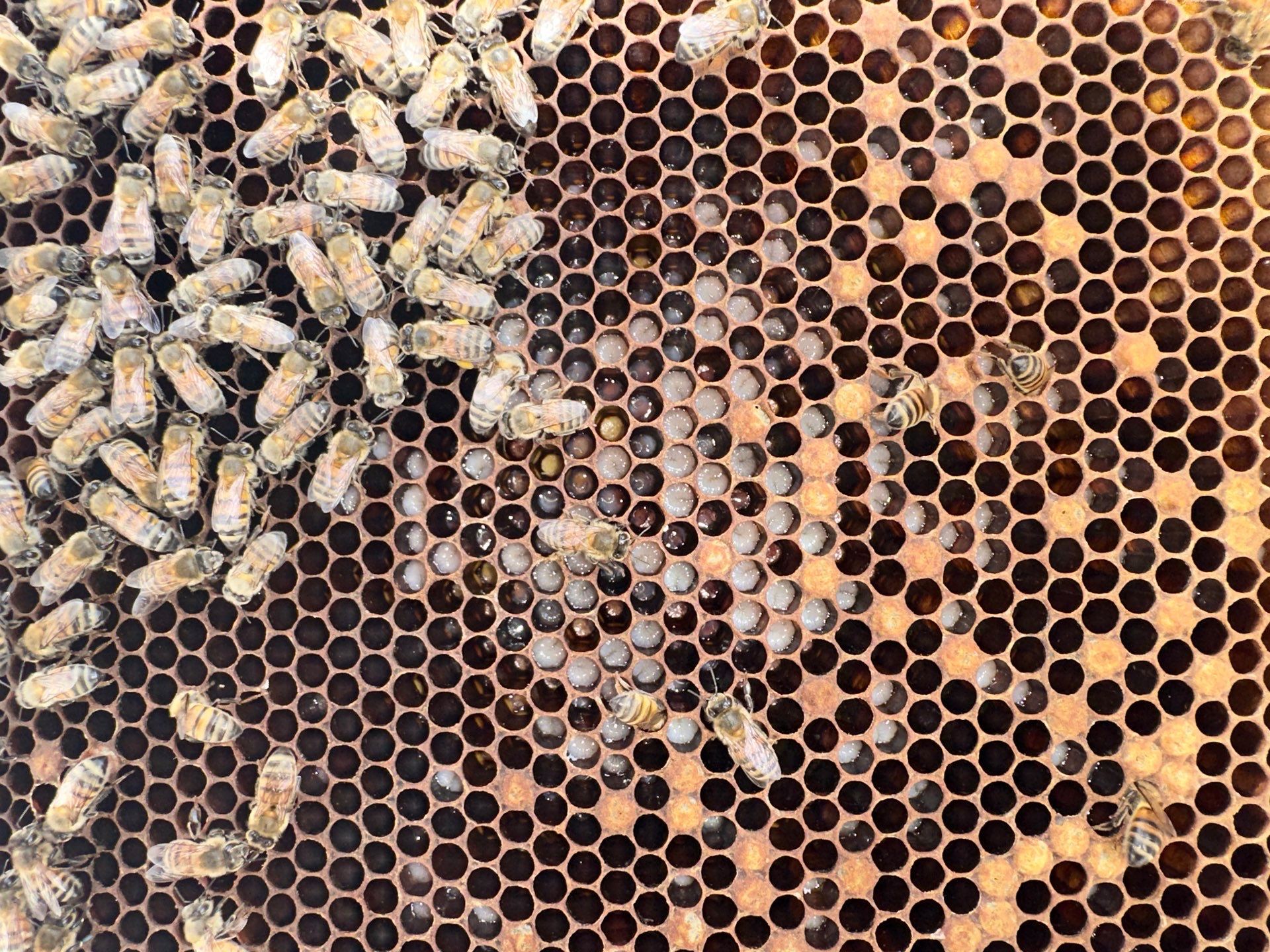 Rooftop Bees in Frisco by Rockwall Honey Bee Company