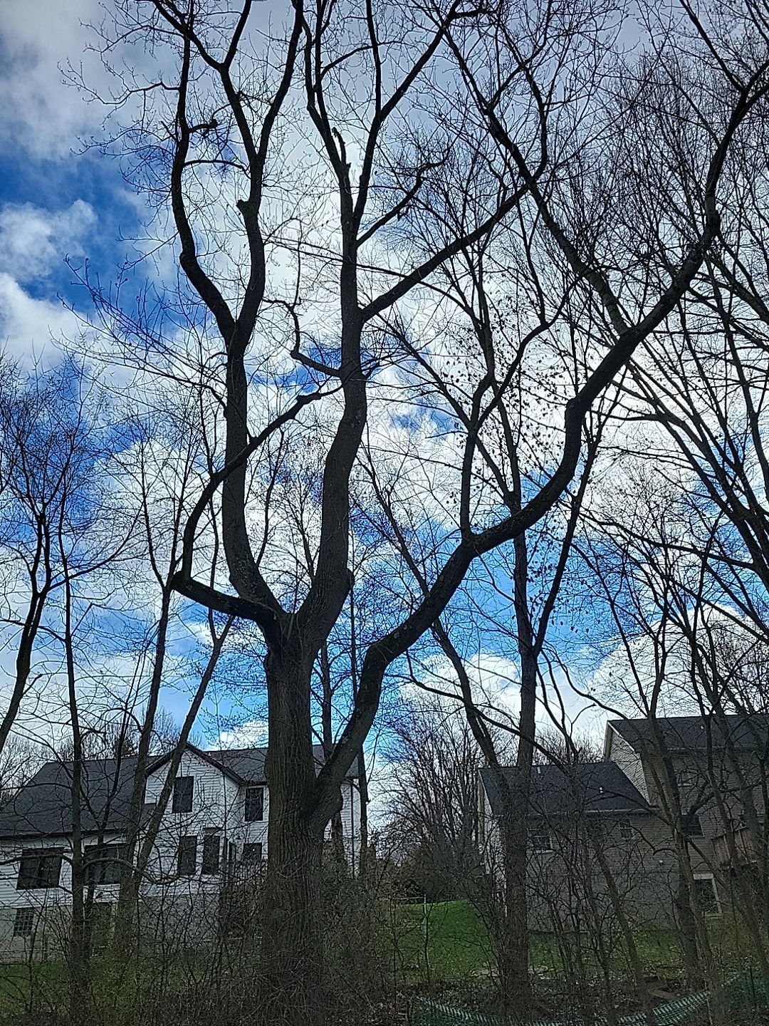 Tree Trimming using Tree Pruing by Mike Jones & Sons Tree Service LLC 