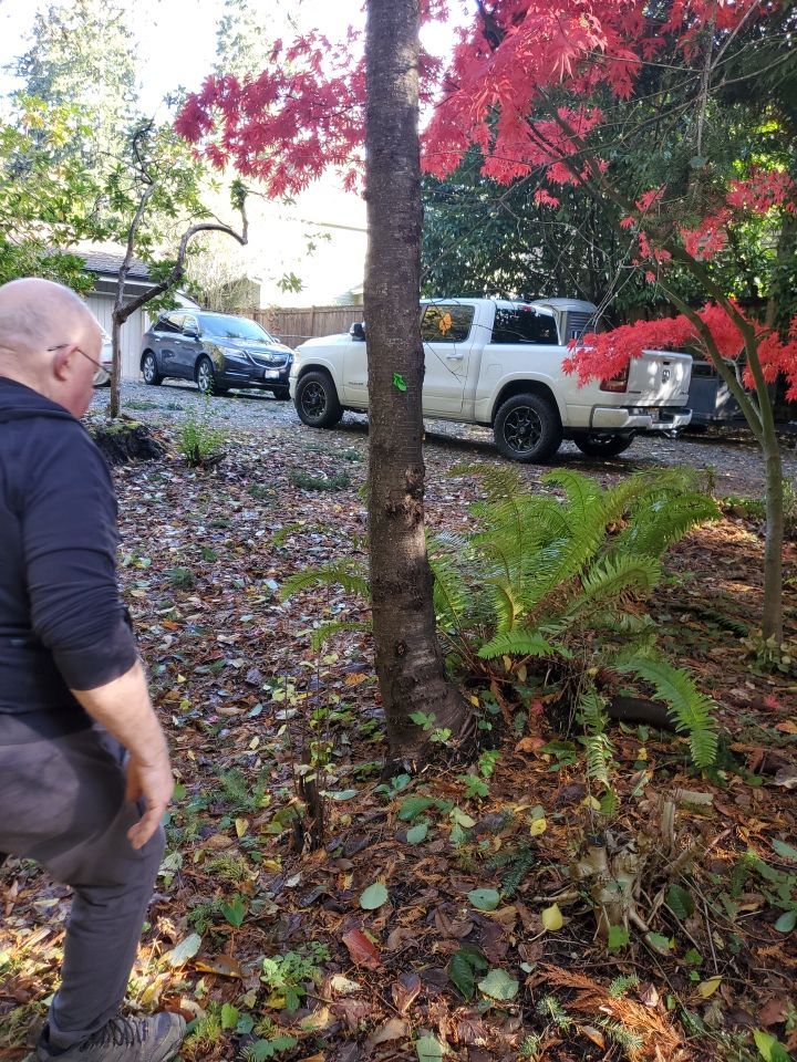 Tree Removal using Tree Removal by Mike Jones & Sons Tree Service LLC 