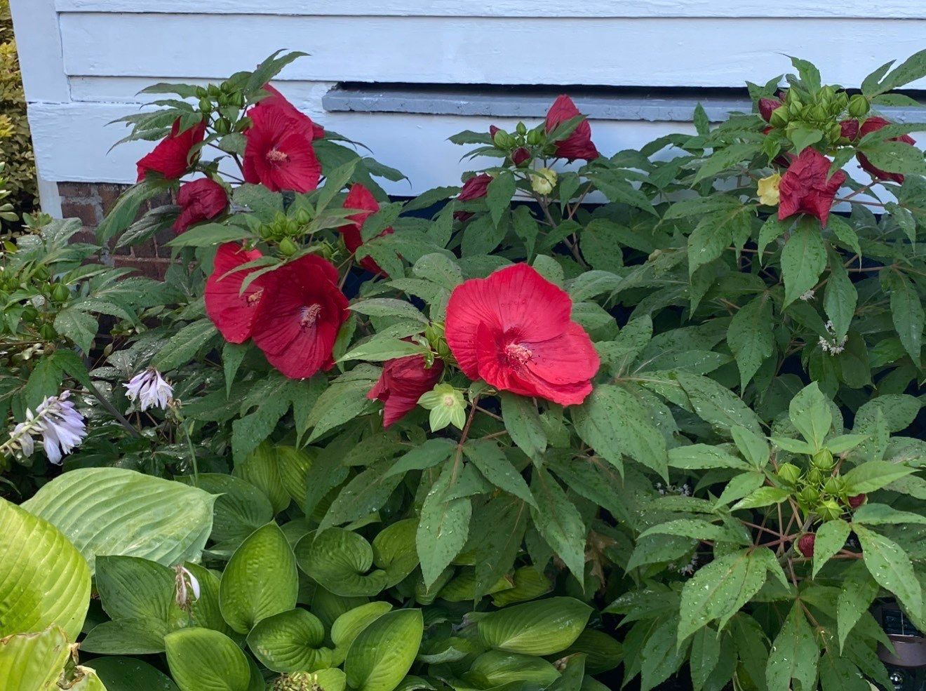 Woodland Island Project by Elm Rose Gardens