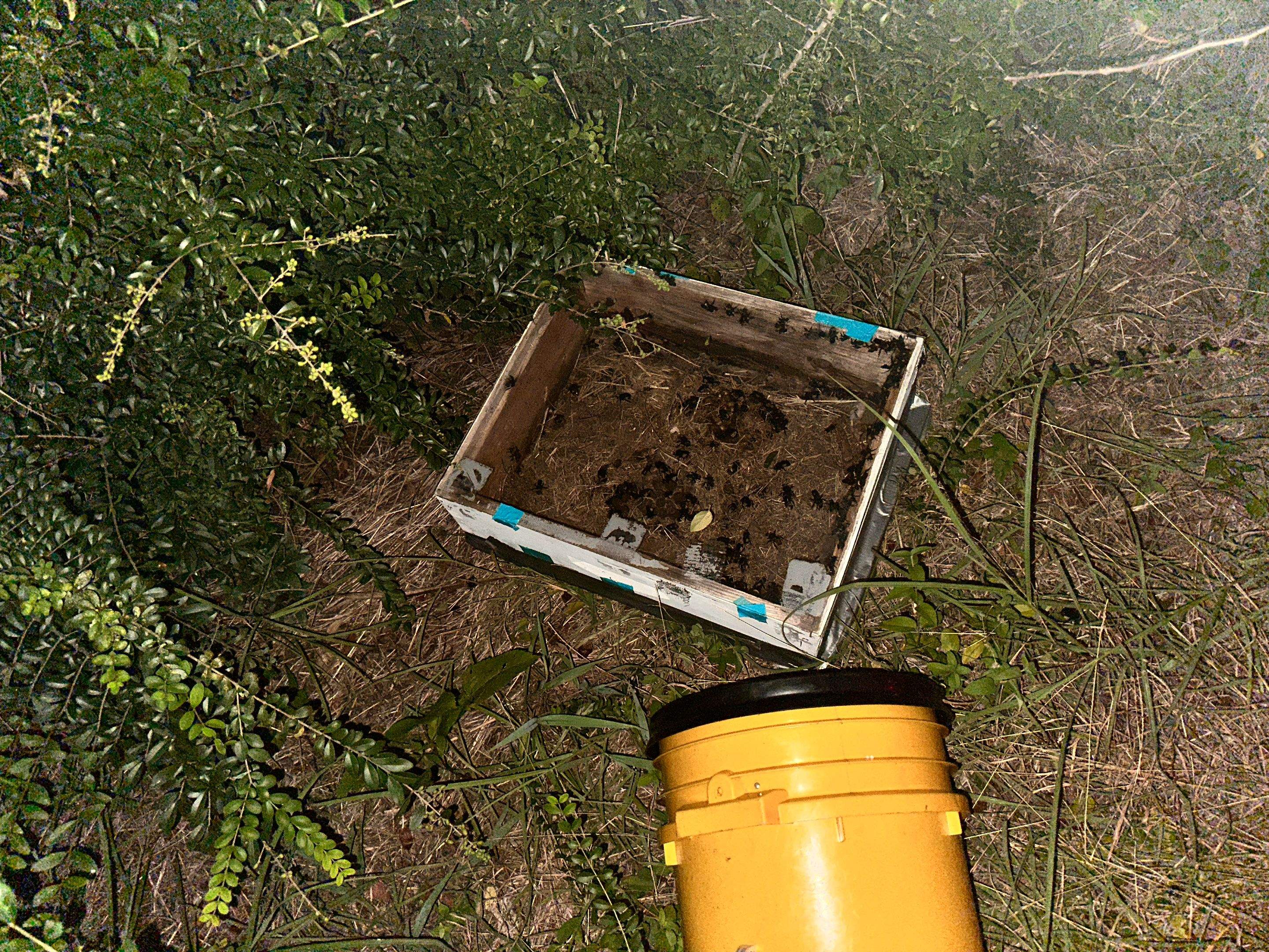 Bumblebees! by Rockwall Honey Bee Company