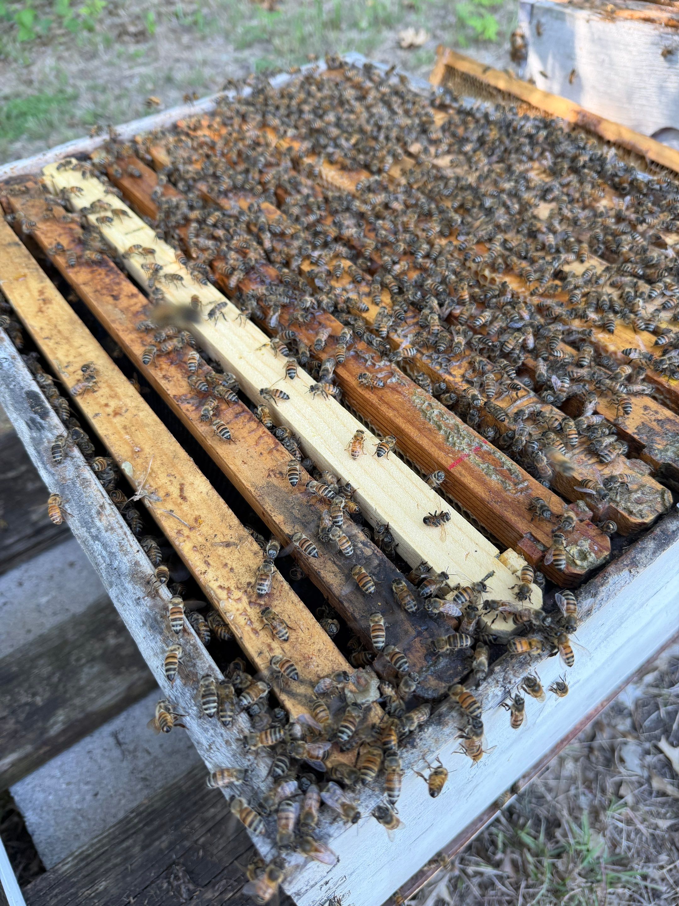 Another Bottoms with Bees by Rockwall Honey Bee Company