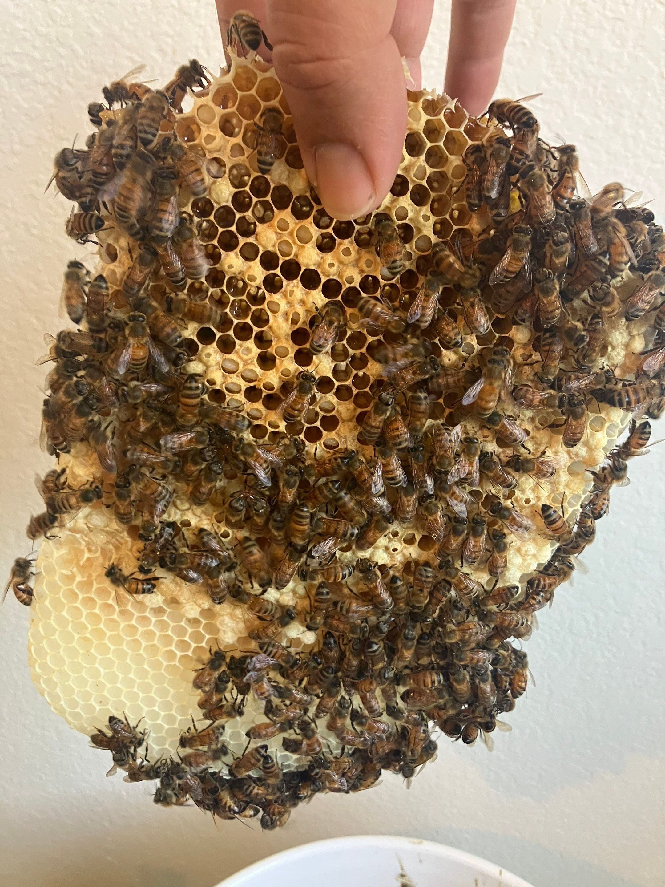Poolside High up by Rockwall Honey Bee Company