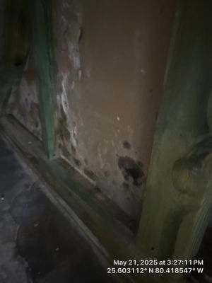 Mold Remediation