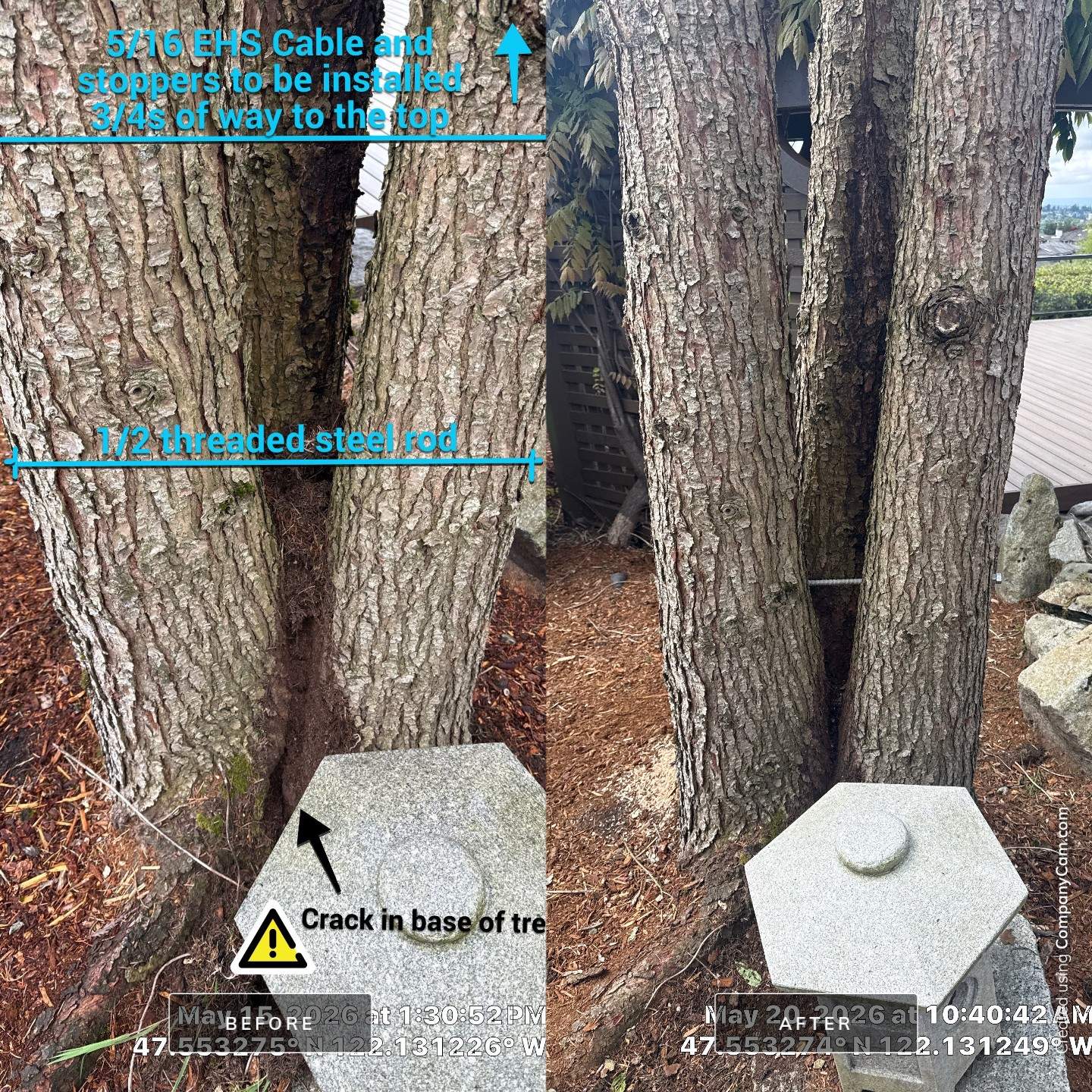 Structural Tree Cabling and Bracing Installation in Bellevue, WA by Sound Tree Care LLC