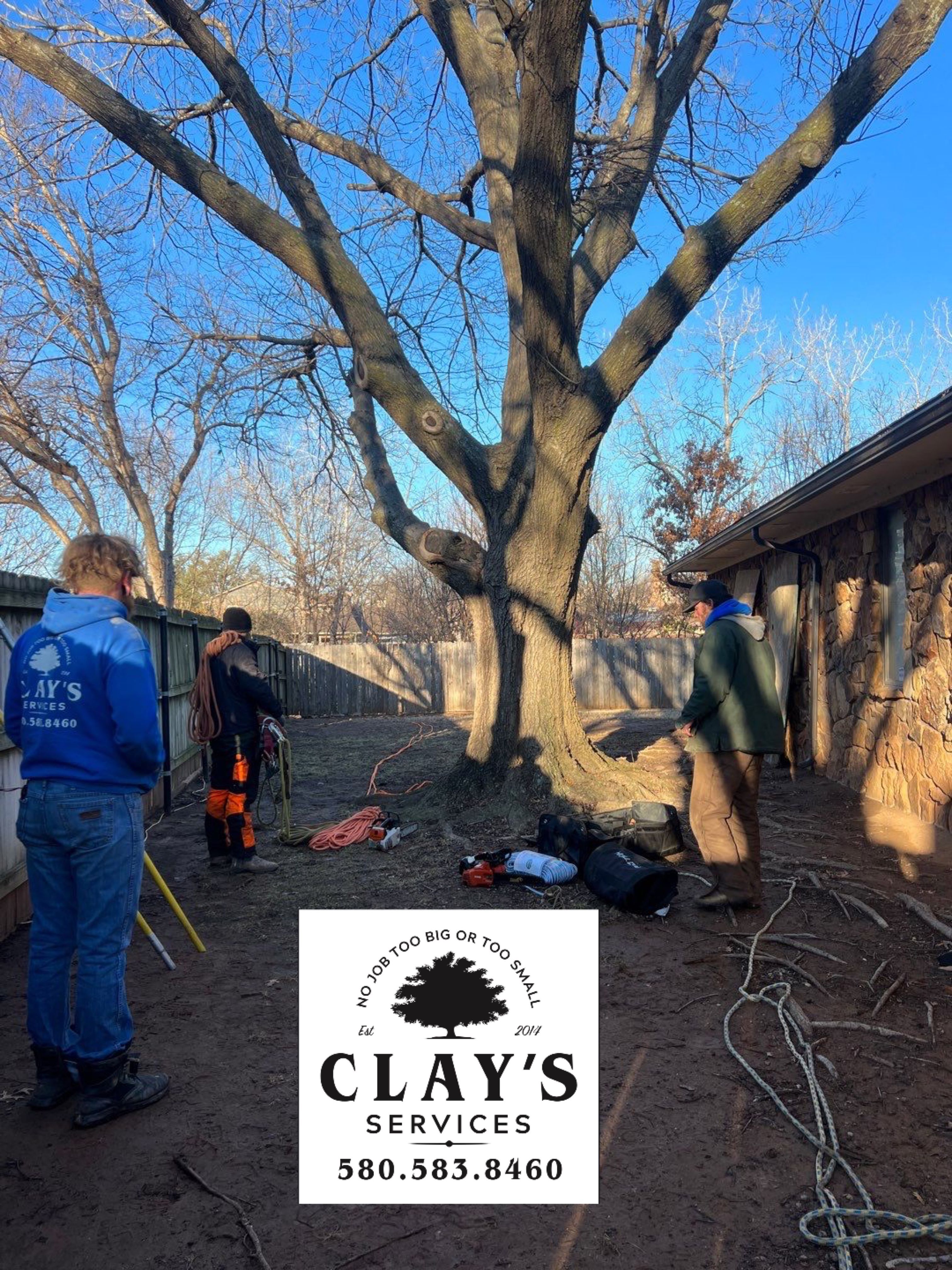 Large Oak Removal by Clays Services Inc