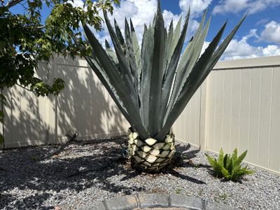 Agave Plants Trimming