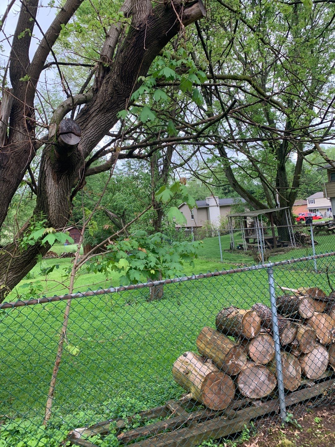 Tree Removal using Tree Removal by Mike Jones & Sons Tree Service LLC 