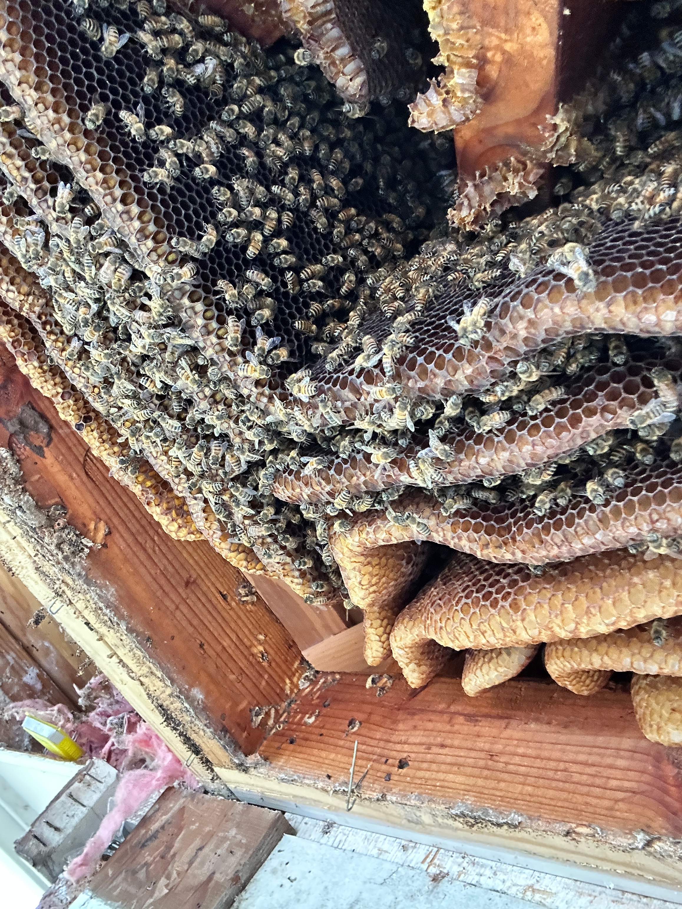 Last of 2025 by Rockwall Honey Bee Company