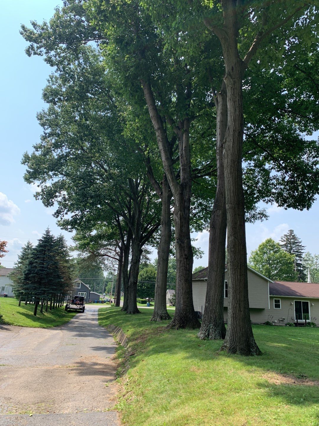 Tree Trimming by Mike Jones & Sons Tree Service LLC 