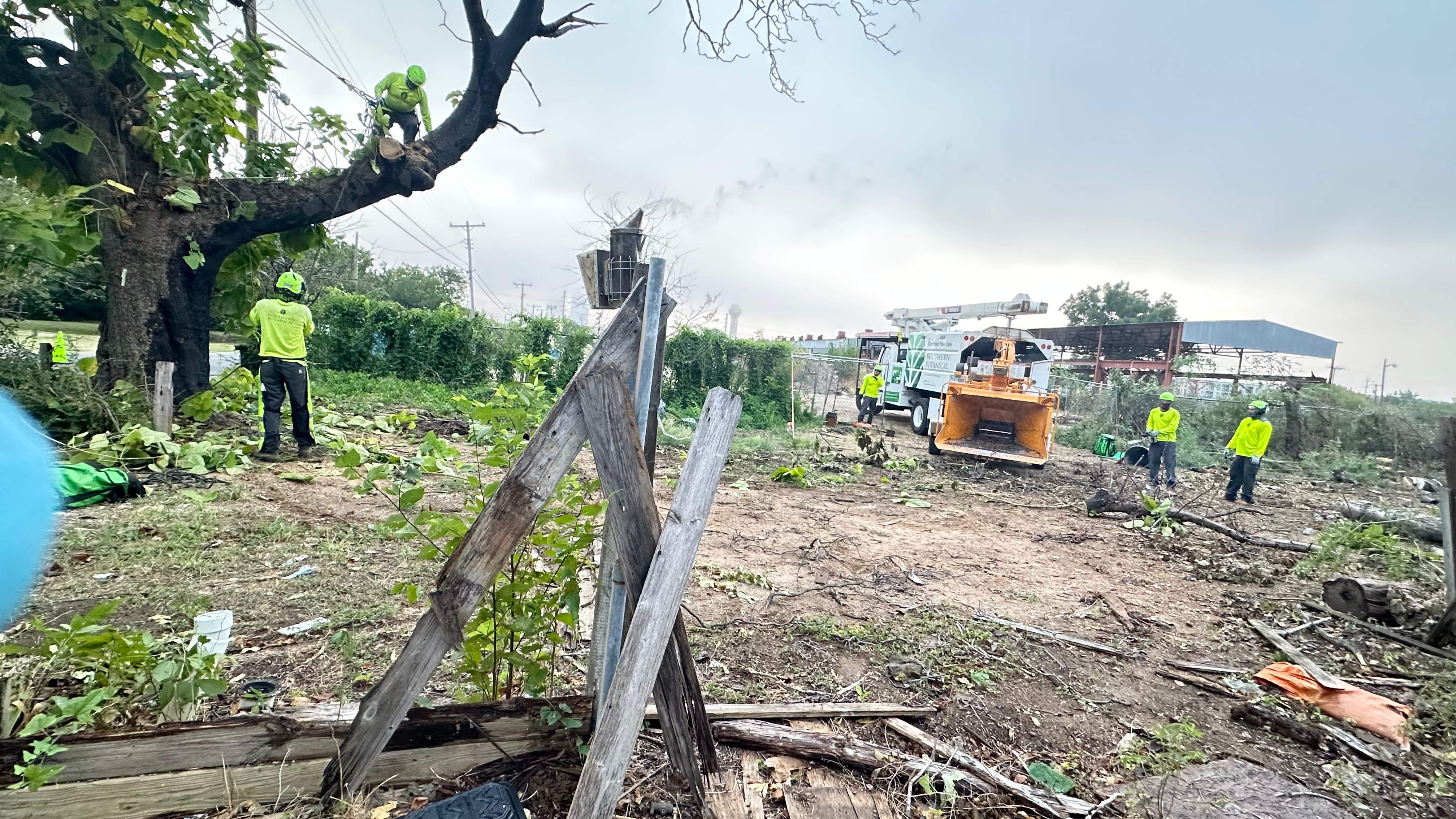 City Tree Company  by Rockwall Honey Bee Company