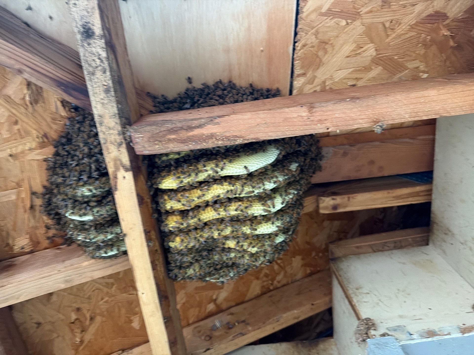 Nurse Bees by Rockwall Honey Bee Company