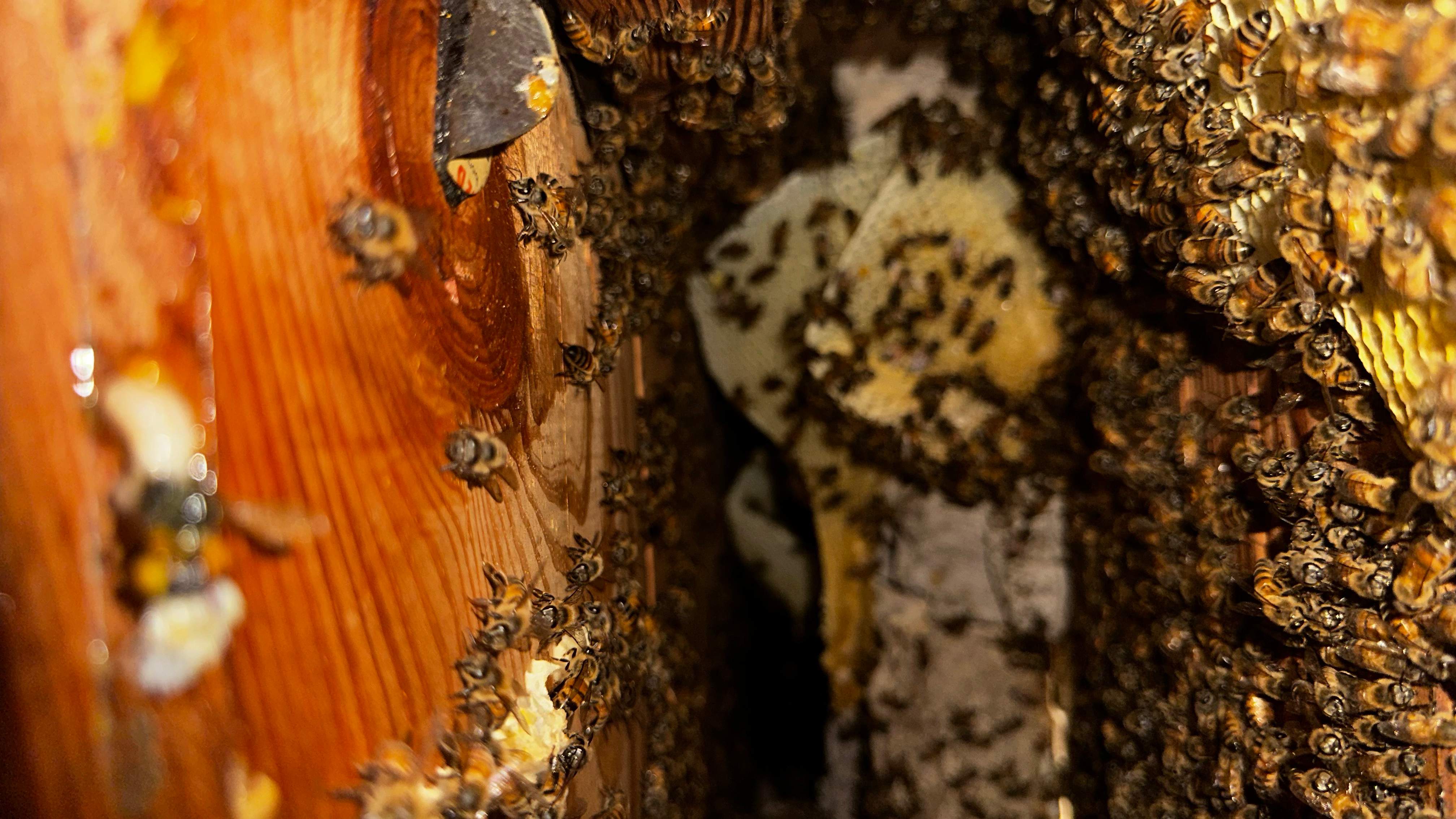 Hiding Bees by Rockwall Honey Bee Company